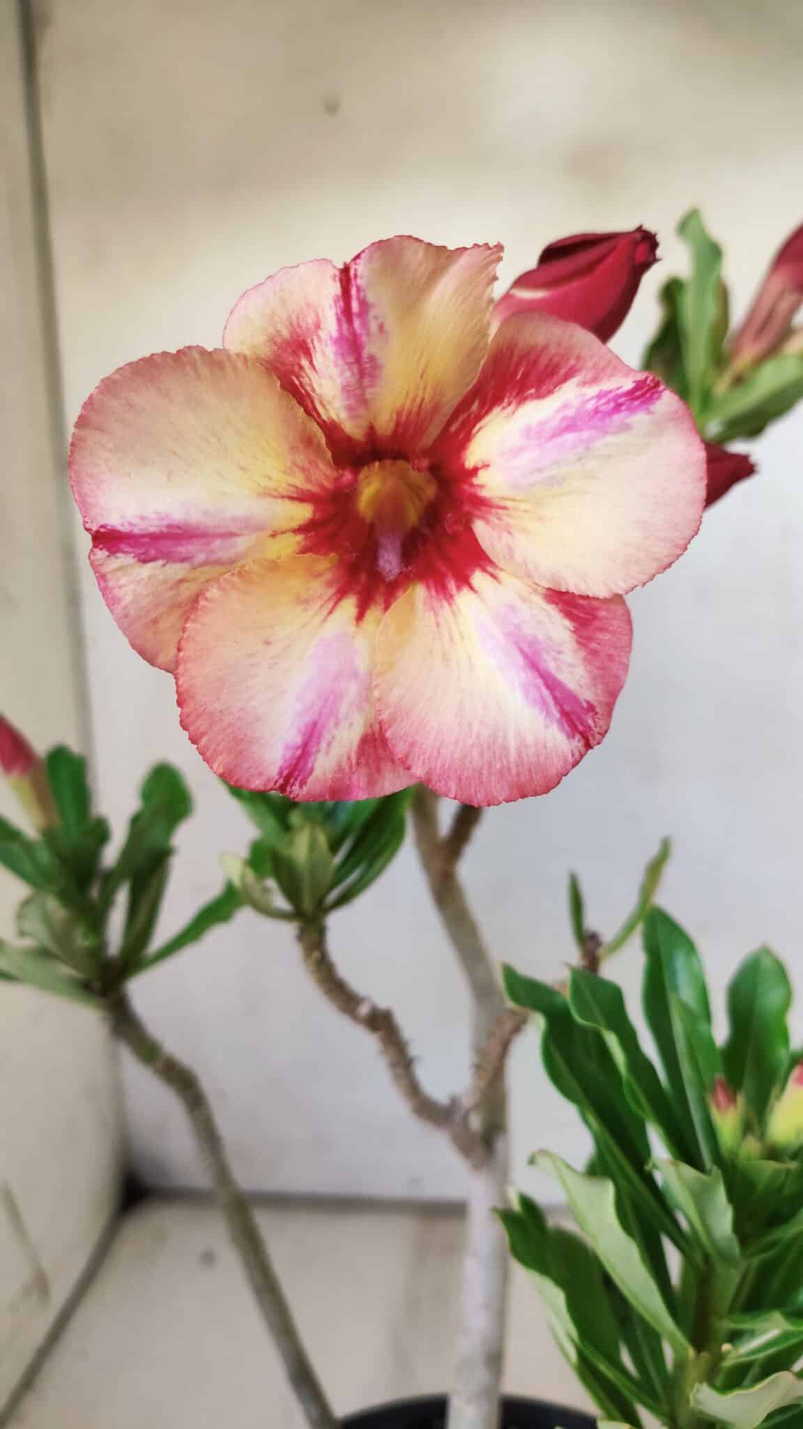 Planta Simples 2741 – 30cm – 02 anos