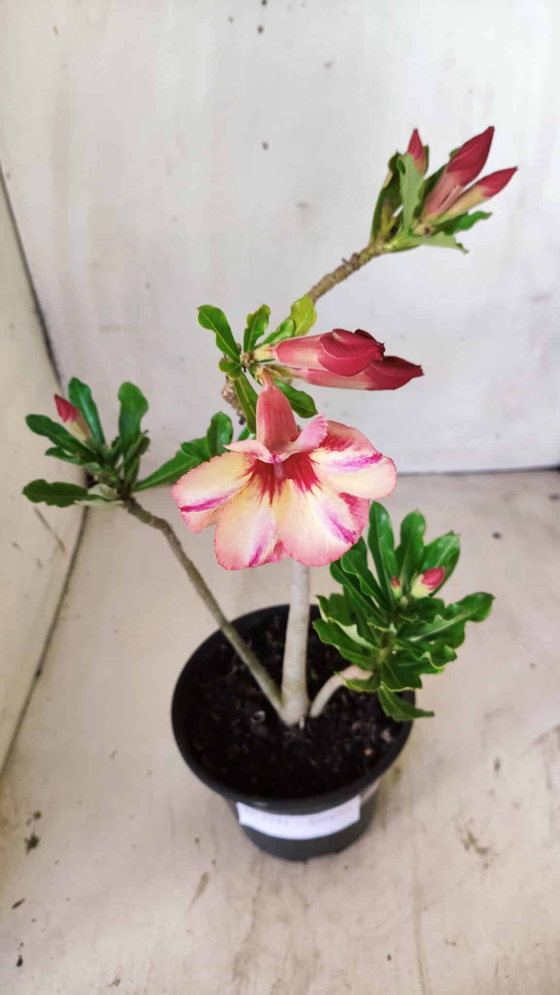 Planta Simples 2741 – 30cm – 02 anos