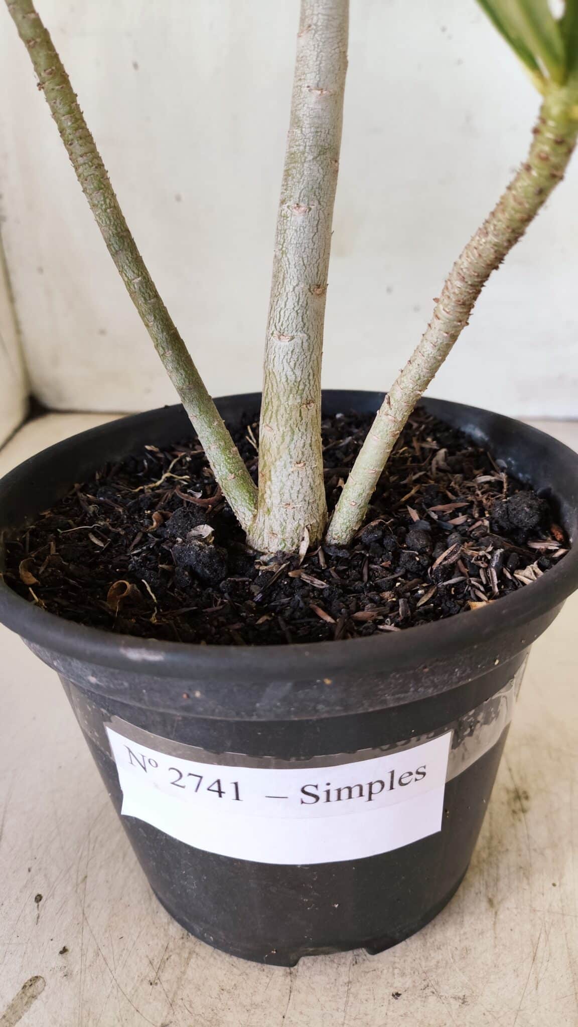 Planta Simples 2741 – 30cm – 02 anos