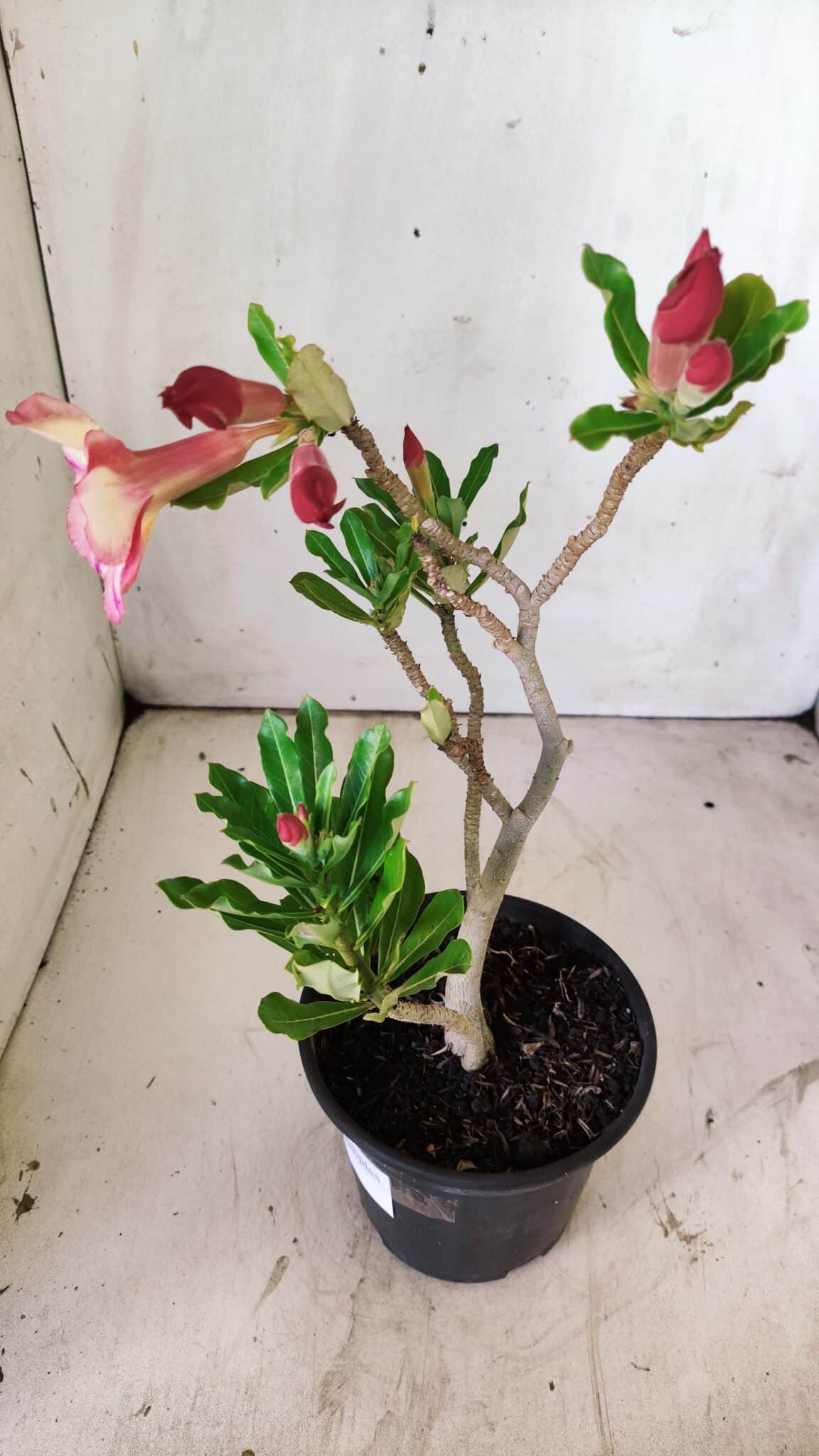 Planta Simples 2741 – 30cm – 02 anos