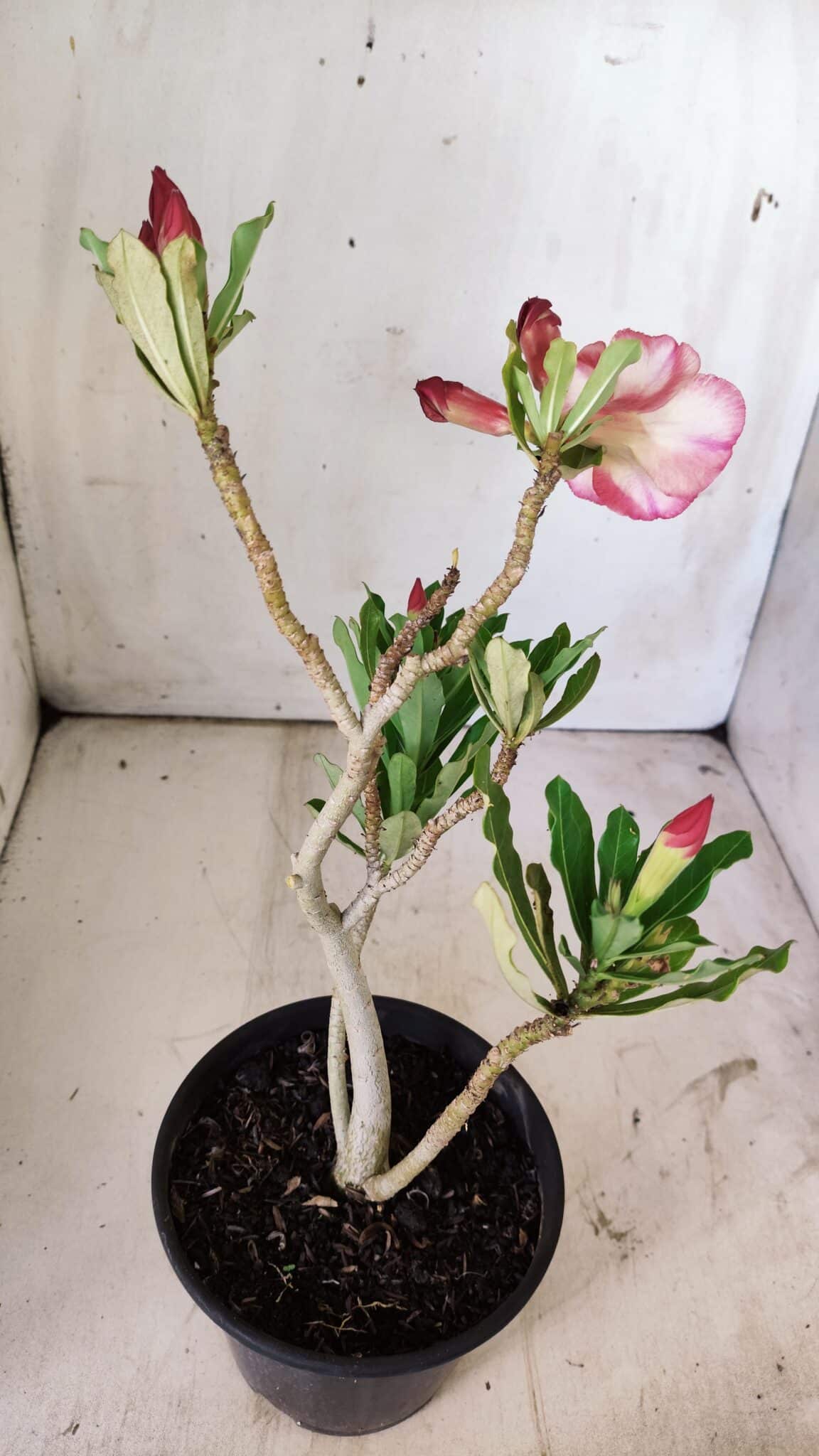 Planta Simples 2741 – 30cm – 02 anos