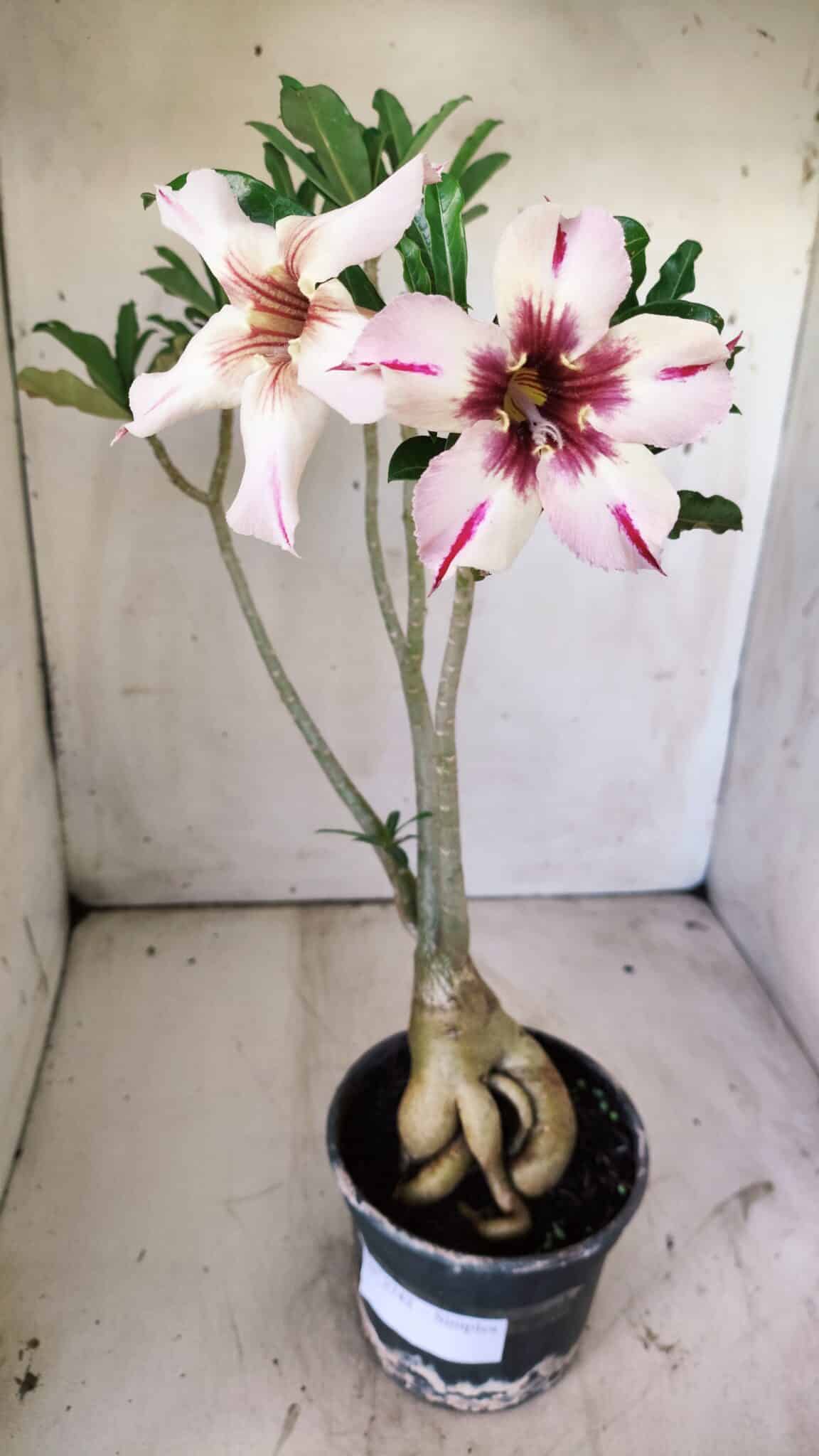 Planta Simples 2742 – 40cm – 03 anos