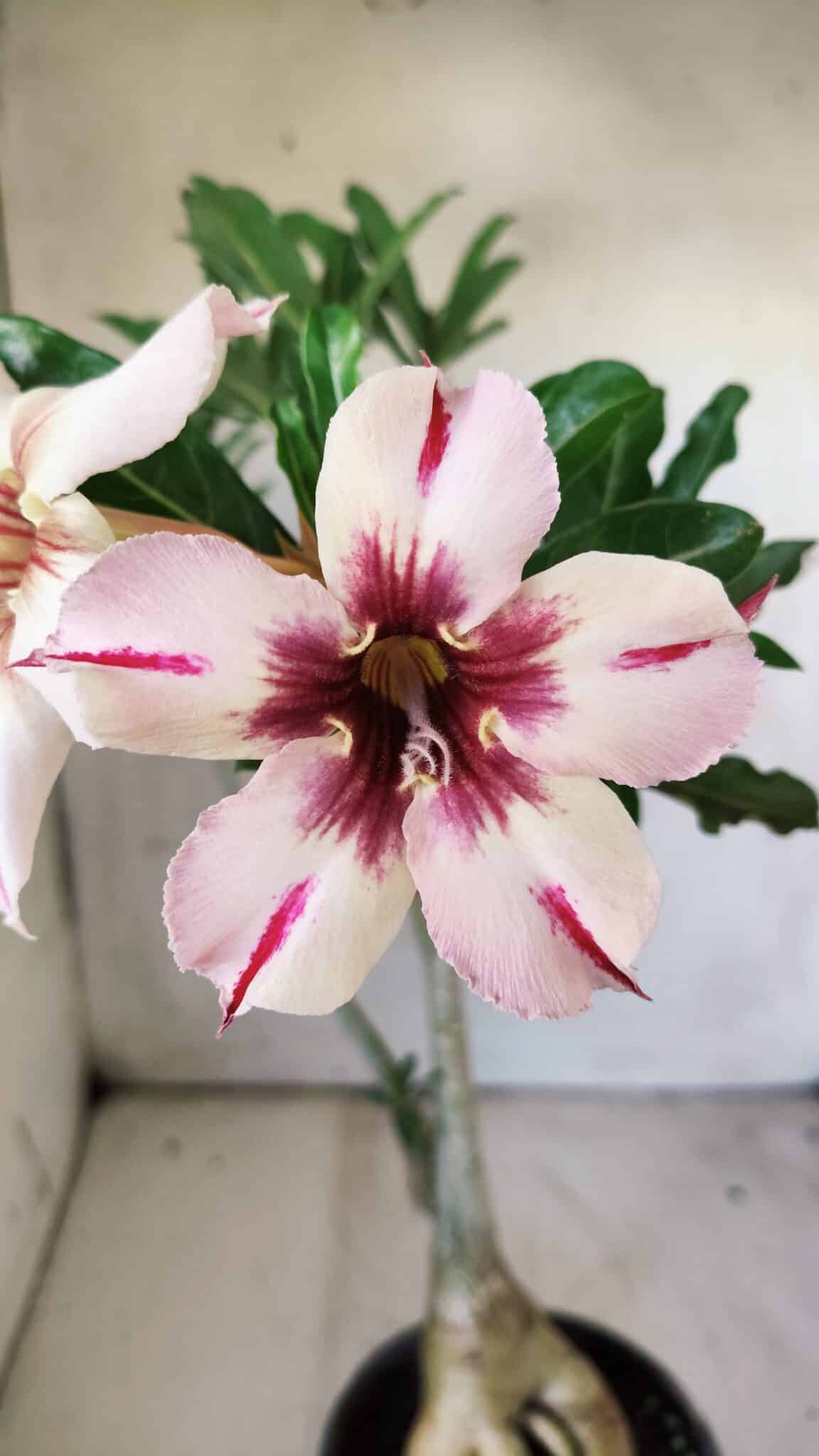 Planta Simples 2742 – 40cm – 03 anos