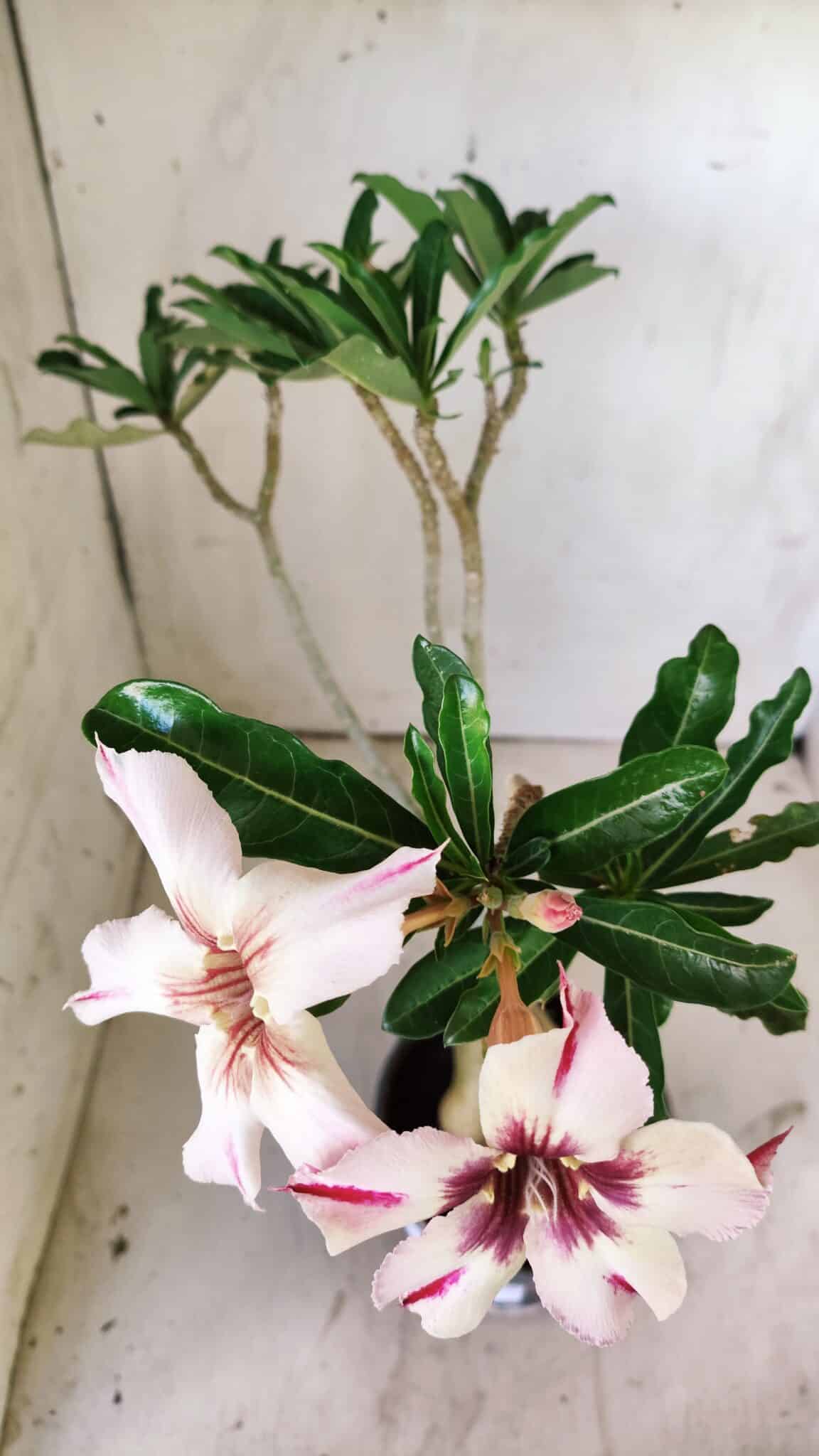 Planta Simples 2742 – 40cm – 03 anos