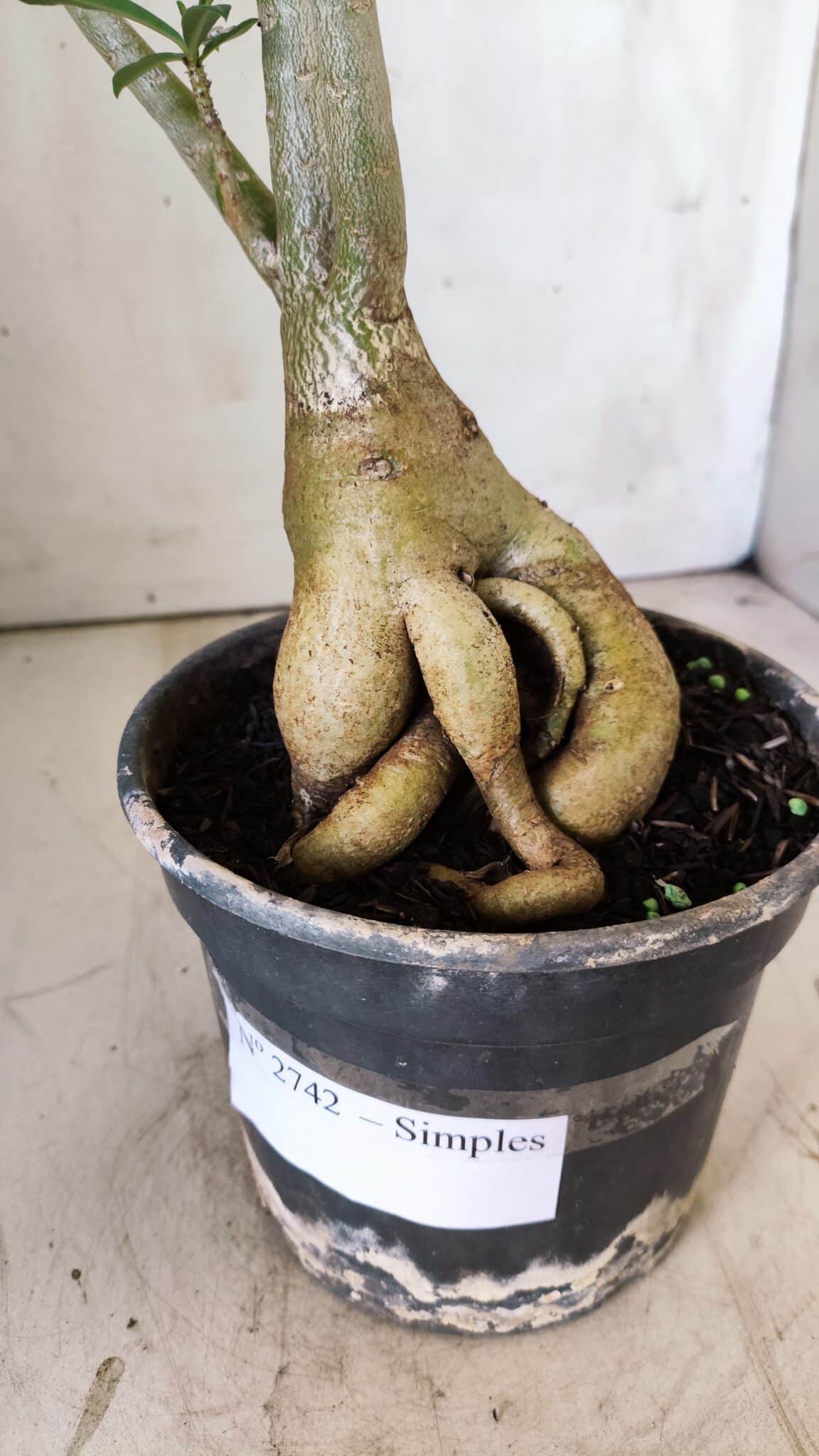Planta Simples 2742 – 40cm – 03 anos