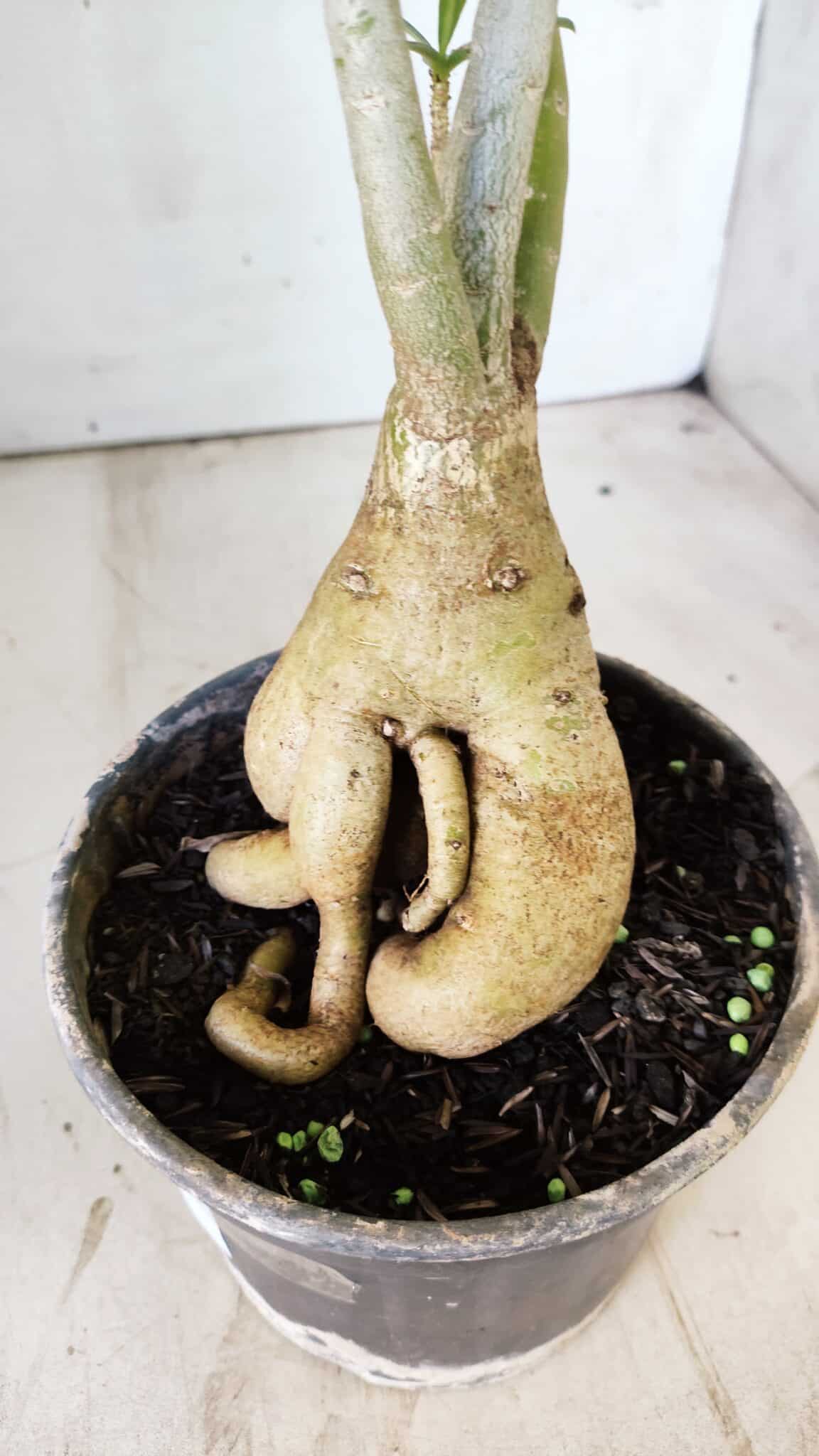 Planta Simples 2742 – 40cm – 03 anos