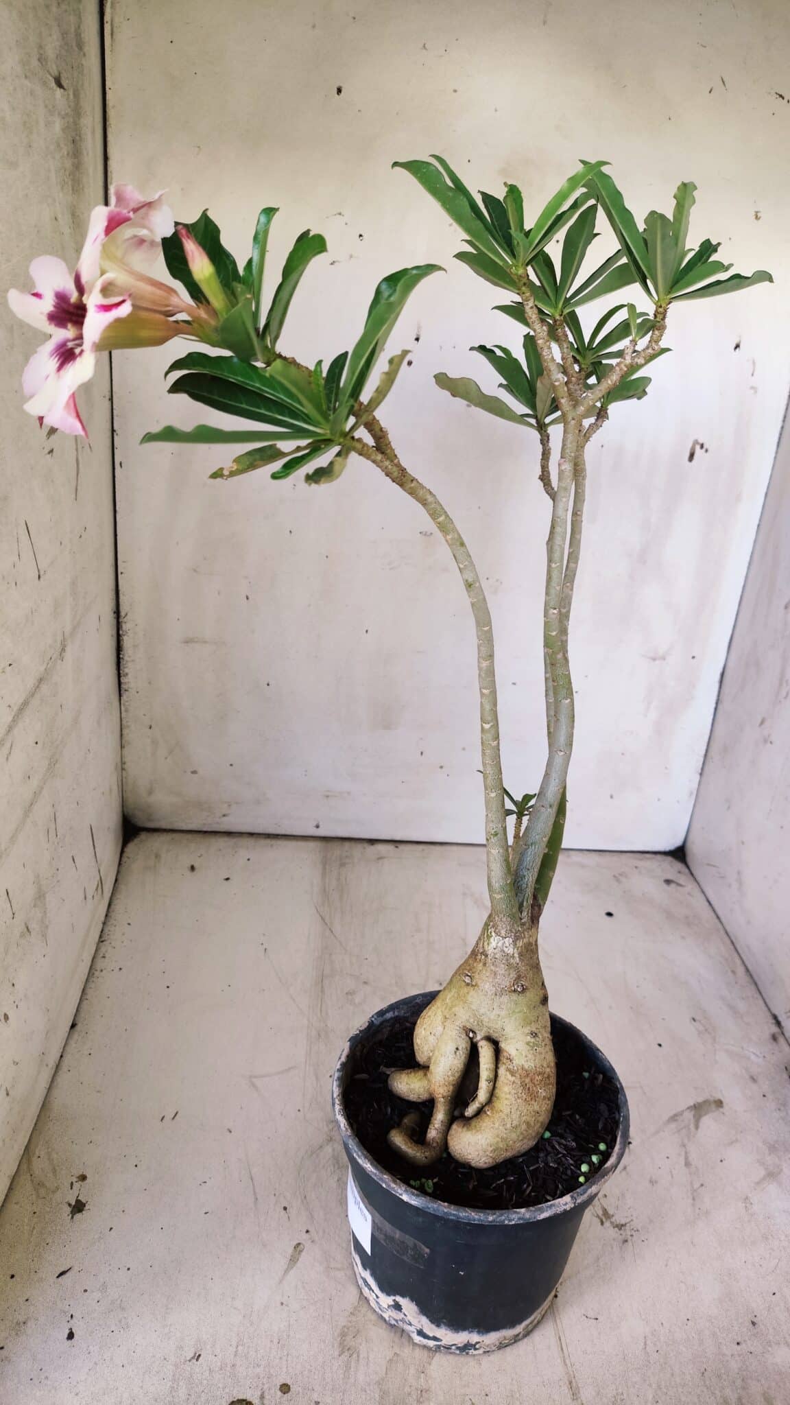 Planta Simples 2742 – 40cm – 03 anos