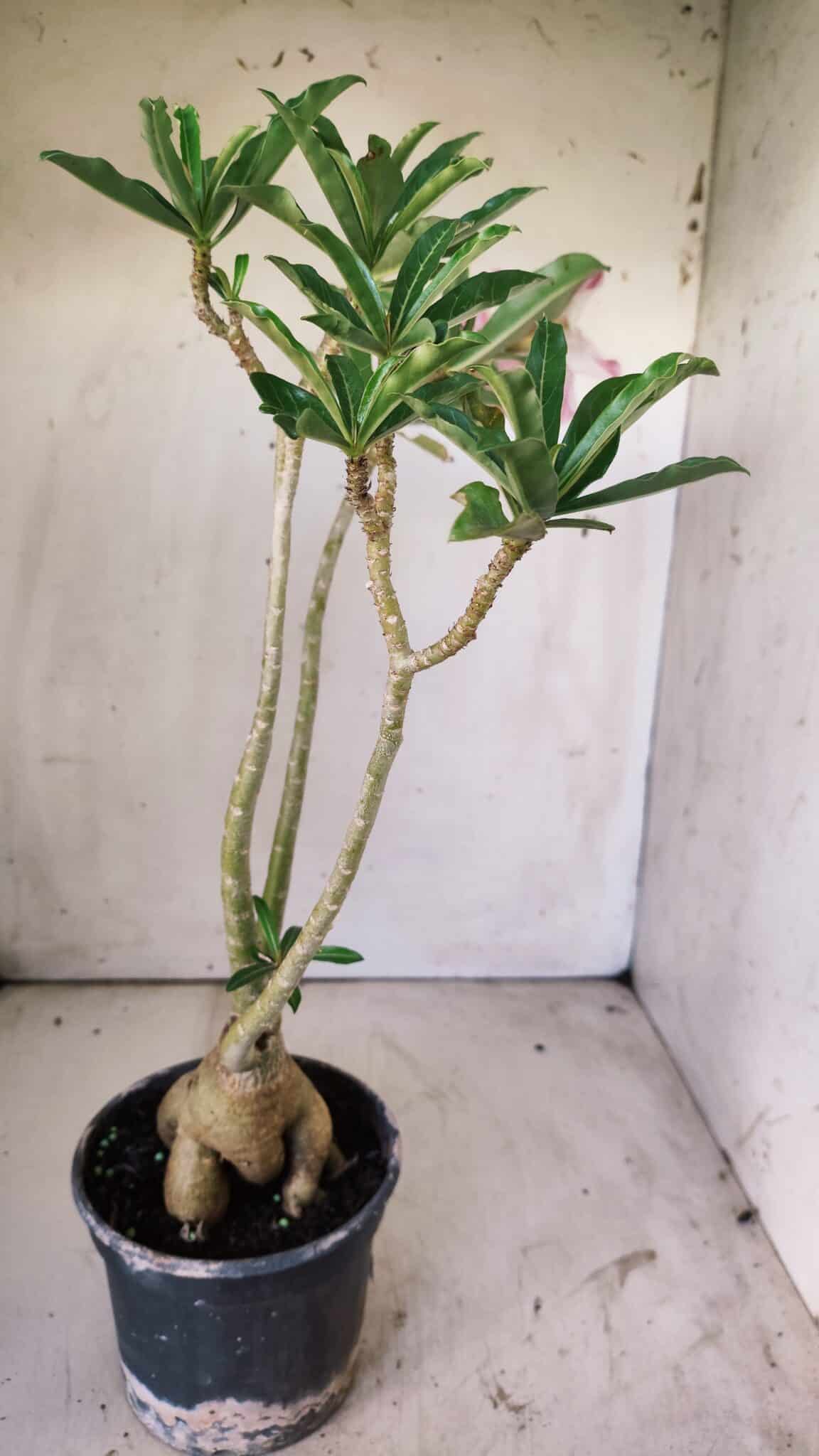 Planta Simples 2742 – 40cm – 03 anos