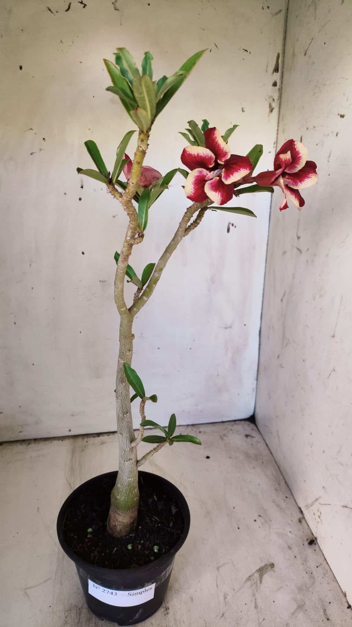 Planta Simples 2743 – 35cm – 03 anos