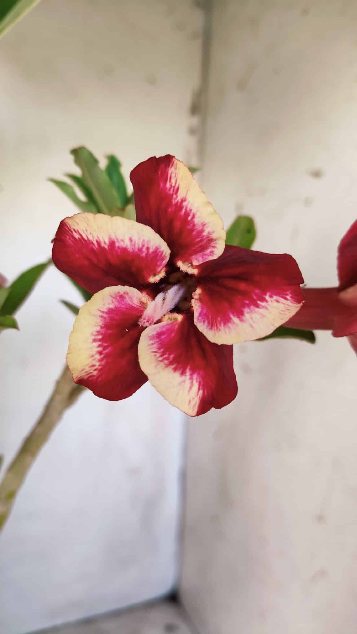 Planta Simples 2743 – 35cm – 03 anos