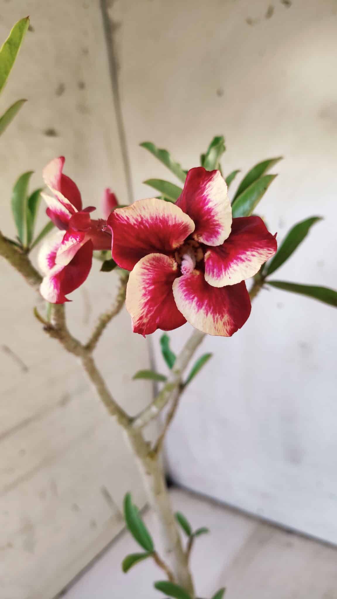 Planta Simples 2743 – 35cm – 03 anos