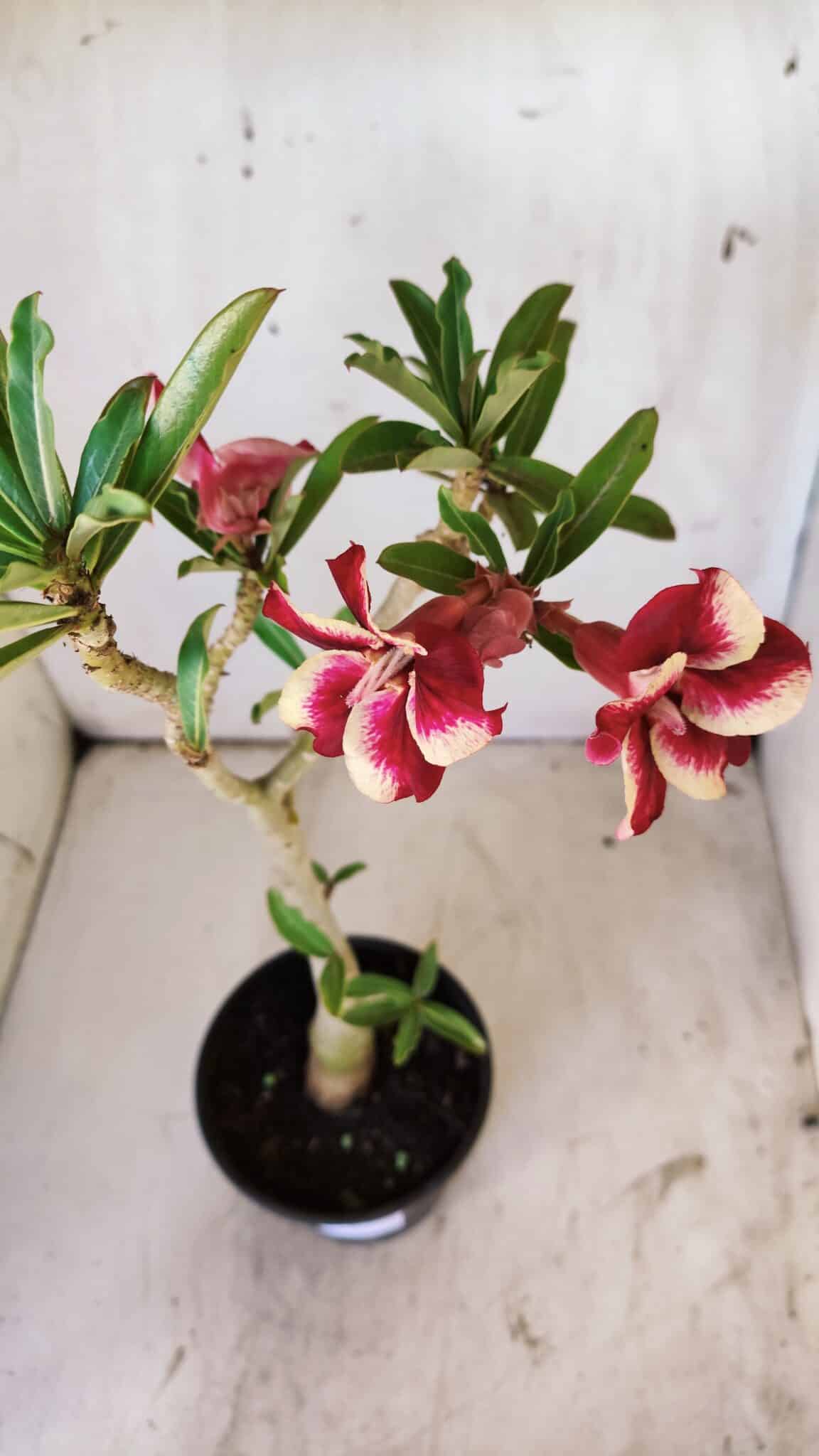 Planta Simples 2743 – 35cm – 03 anos