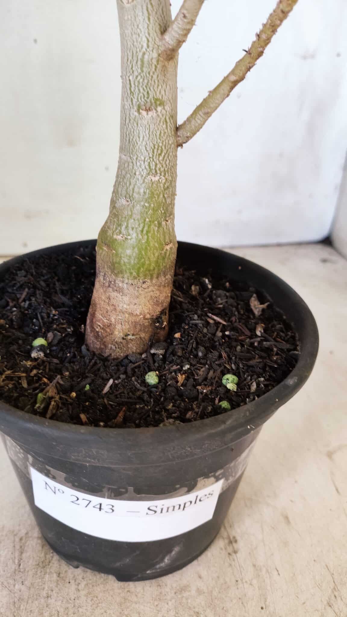 Planta Simples 2743 – 35cm – 03 anos