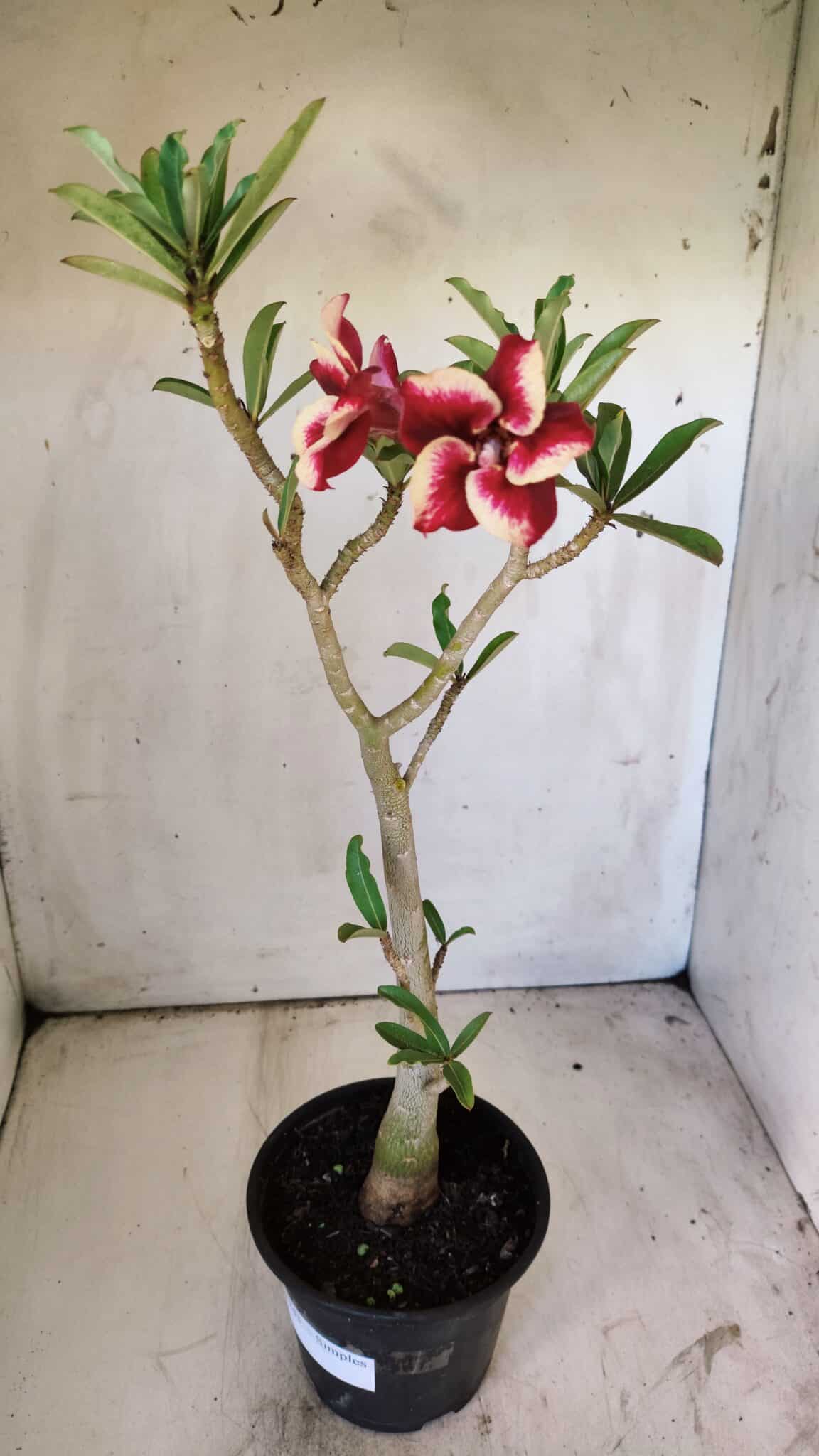 Planta Simples 2743 – 35cm – 03 anos
