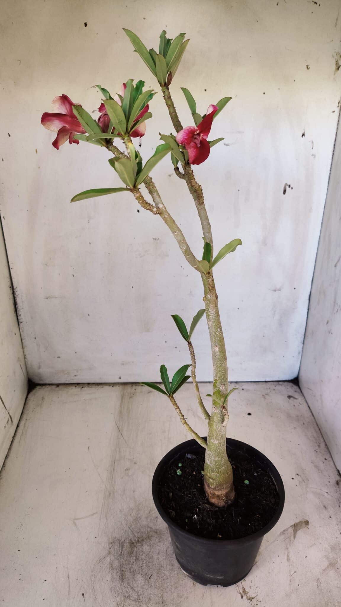 Planta Simples 2743 – 35cm – 03 anos