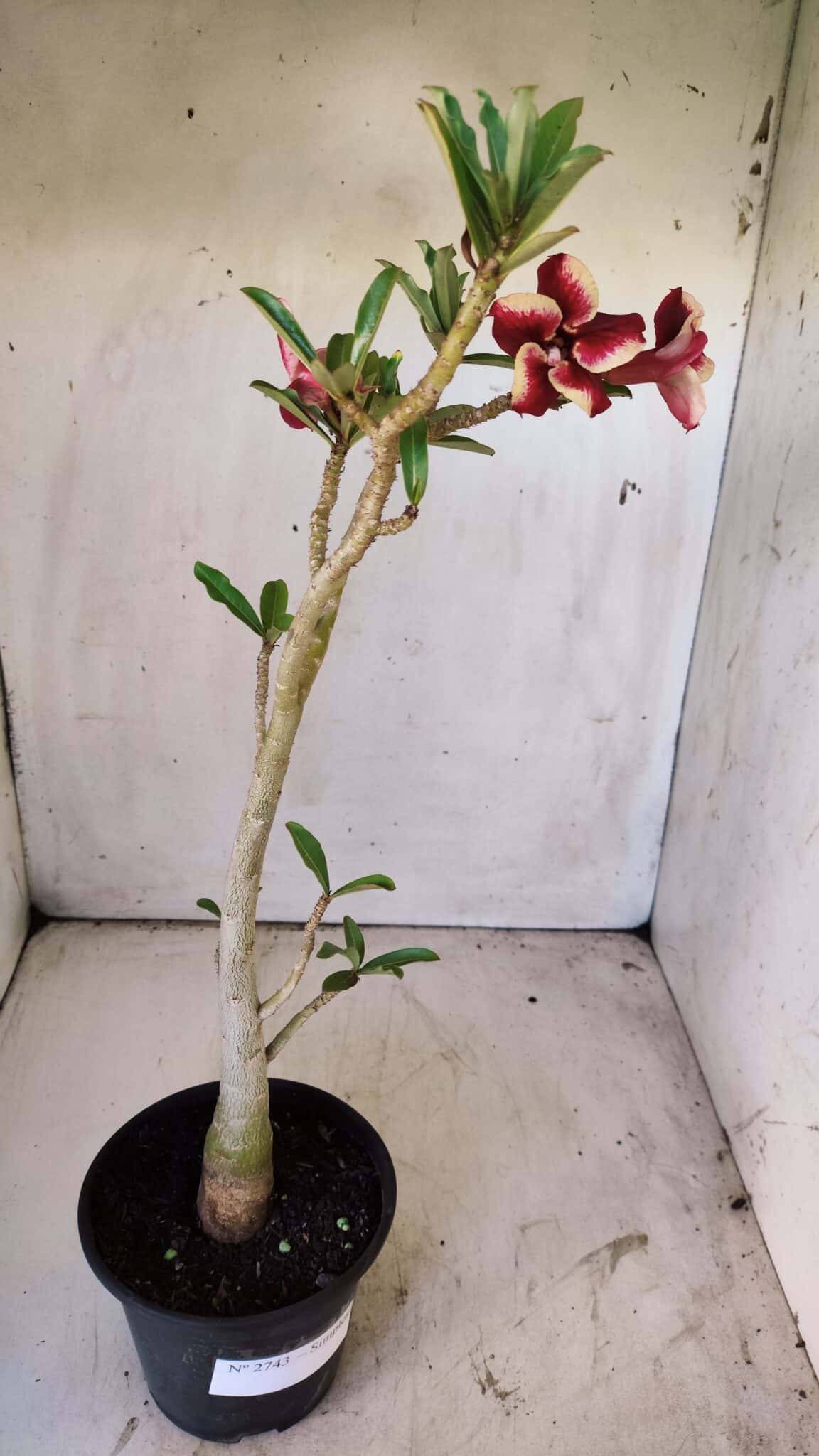 Planta Simples 2743 – 35cm – 03 anos