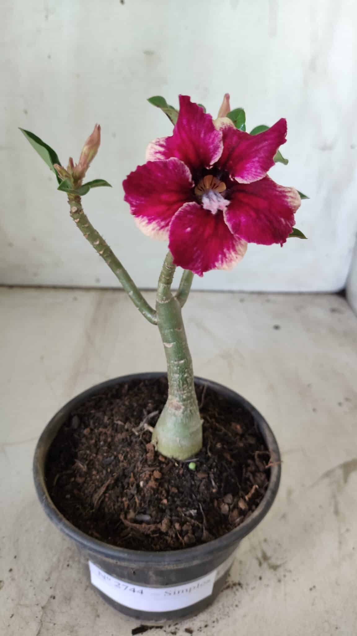 Planta Simples 2744 – 25cm – 01 ano