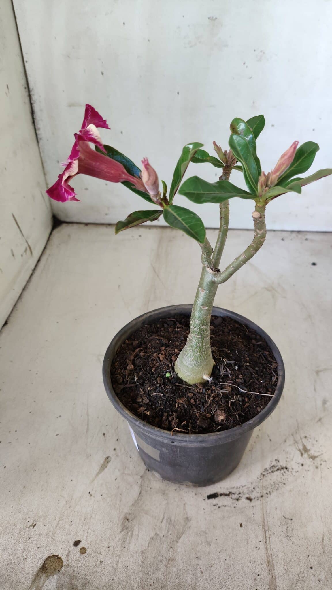 Planta Simples 2744 – 25cm – 01 ano