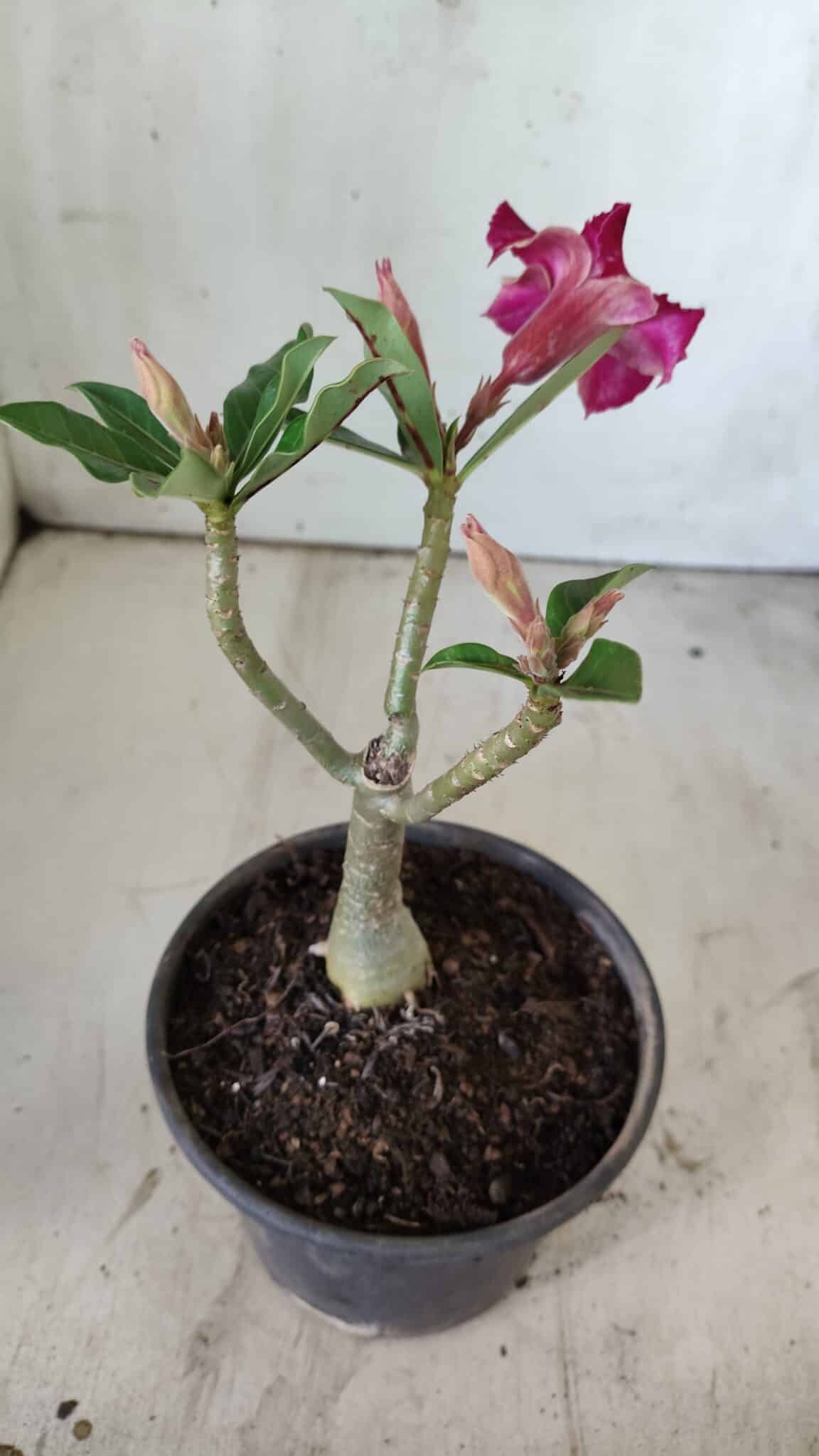 Planta Simples 2744 – 25cm – 01 ano