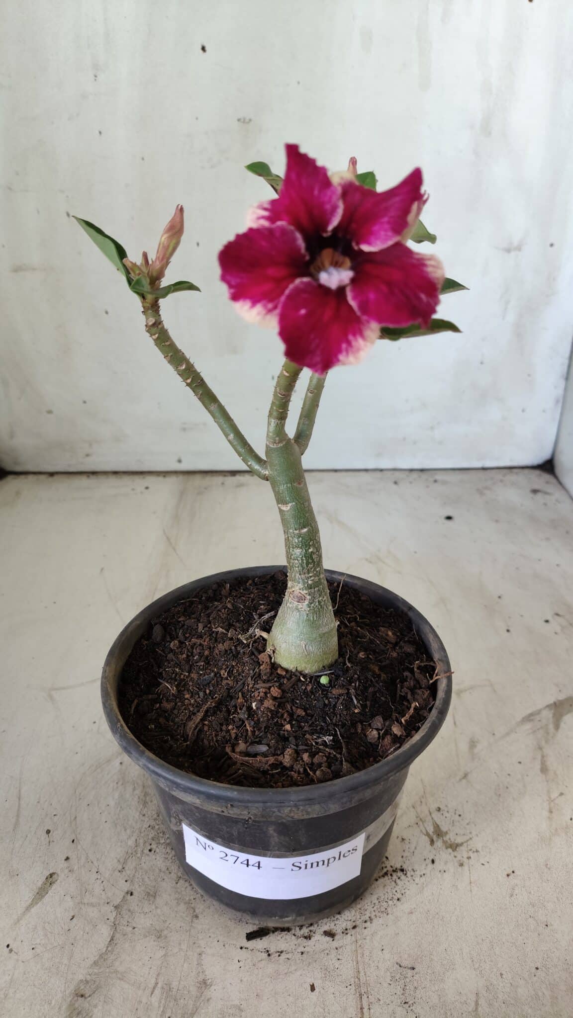 Planta Simples 2744 – 25cm – 01 ano