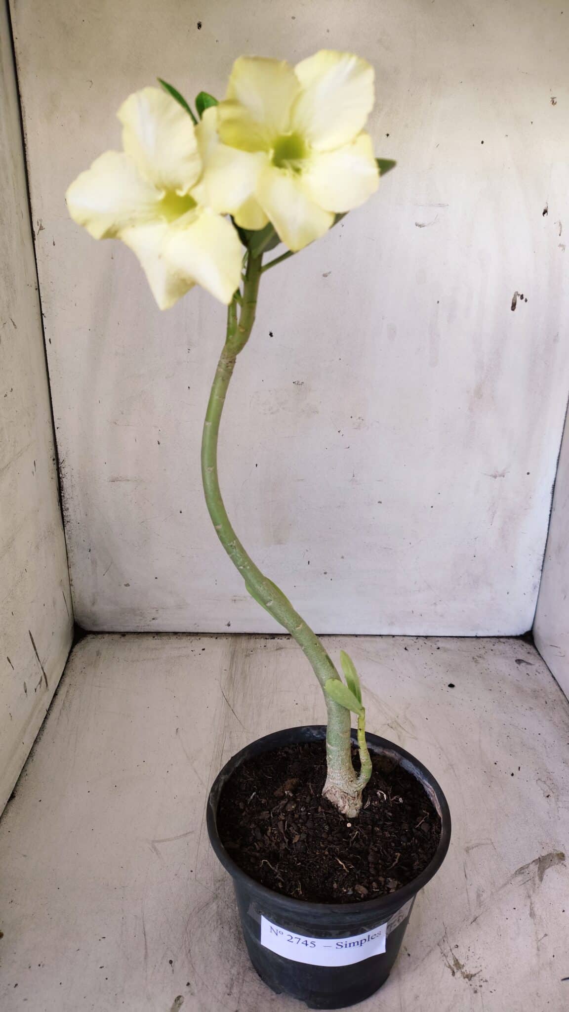 Planta Simples 2745 – 30cm – 02 anos