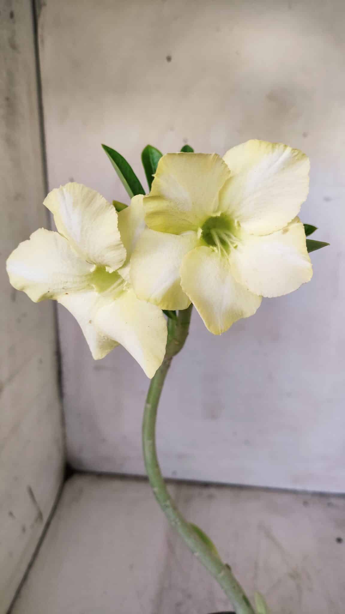 Planta Simples 2745 – 30cm – 02 anos