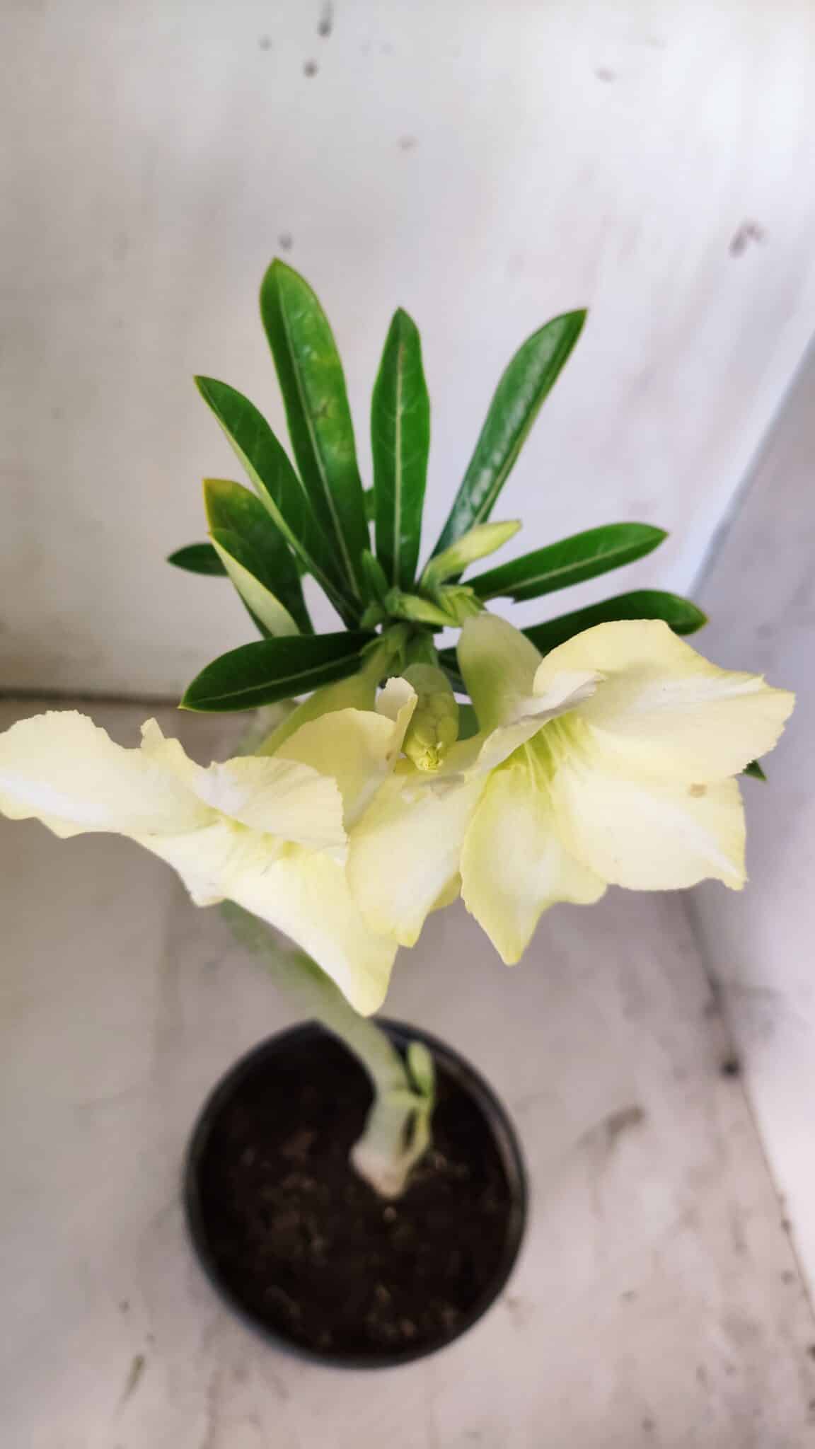 Planta Simples 2745 – 30cm – 02 anos