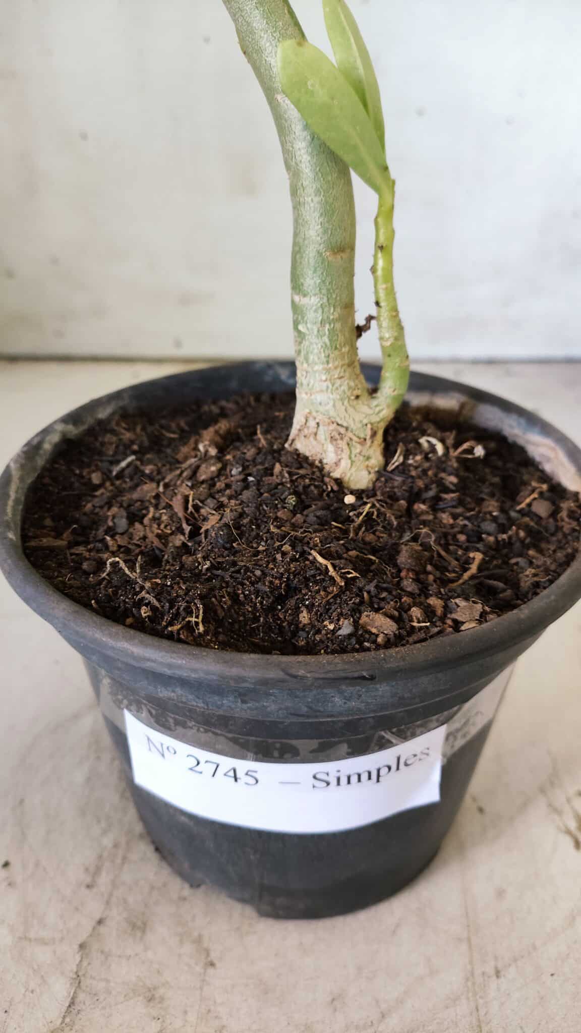 Planta Simples 2745 – 30cm – 02 anos