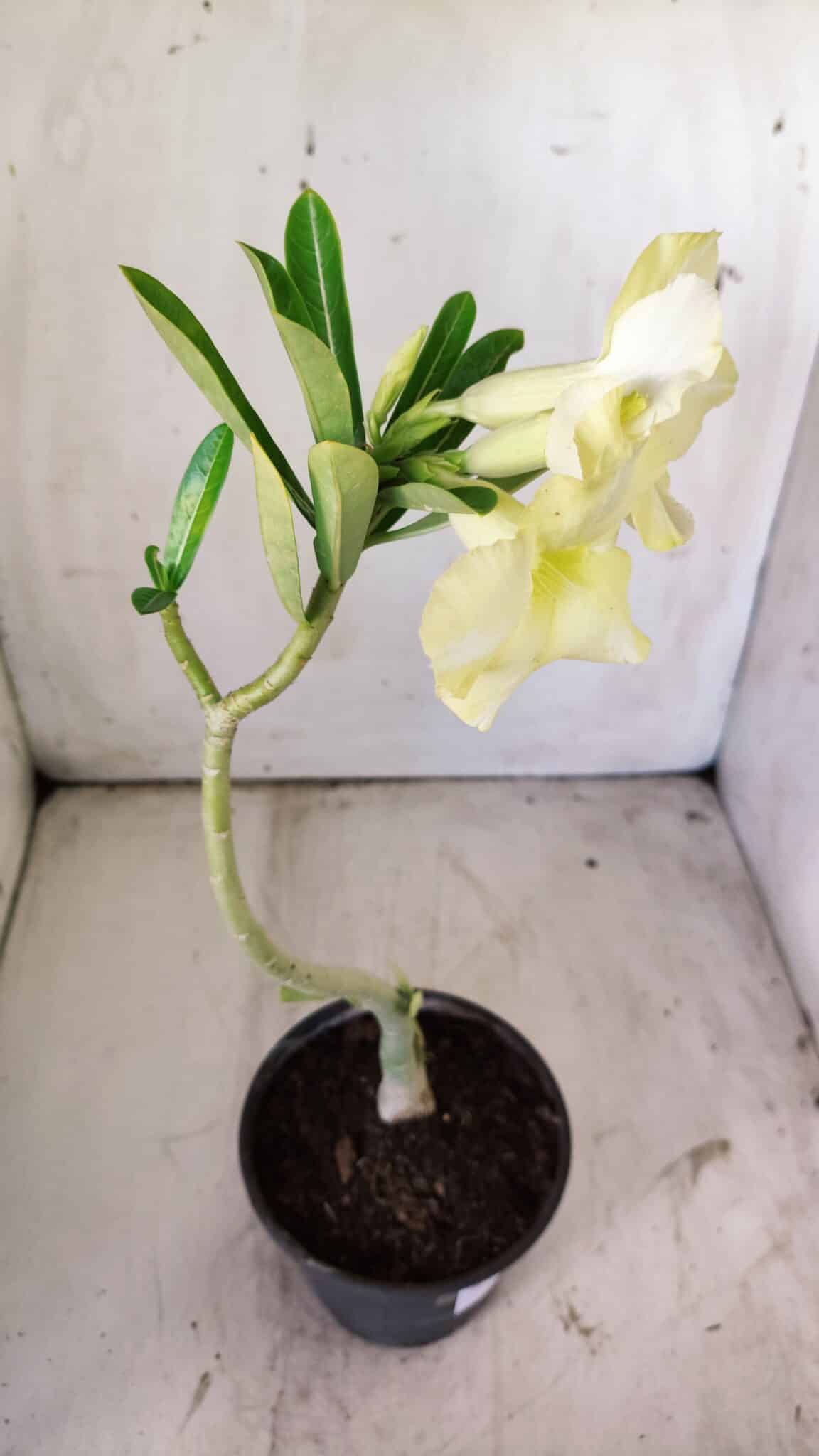 Planta Simples 2745 – 30cm – 02 anos