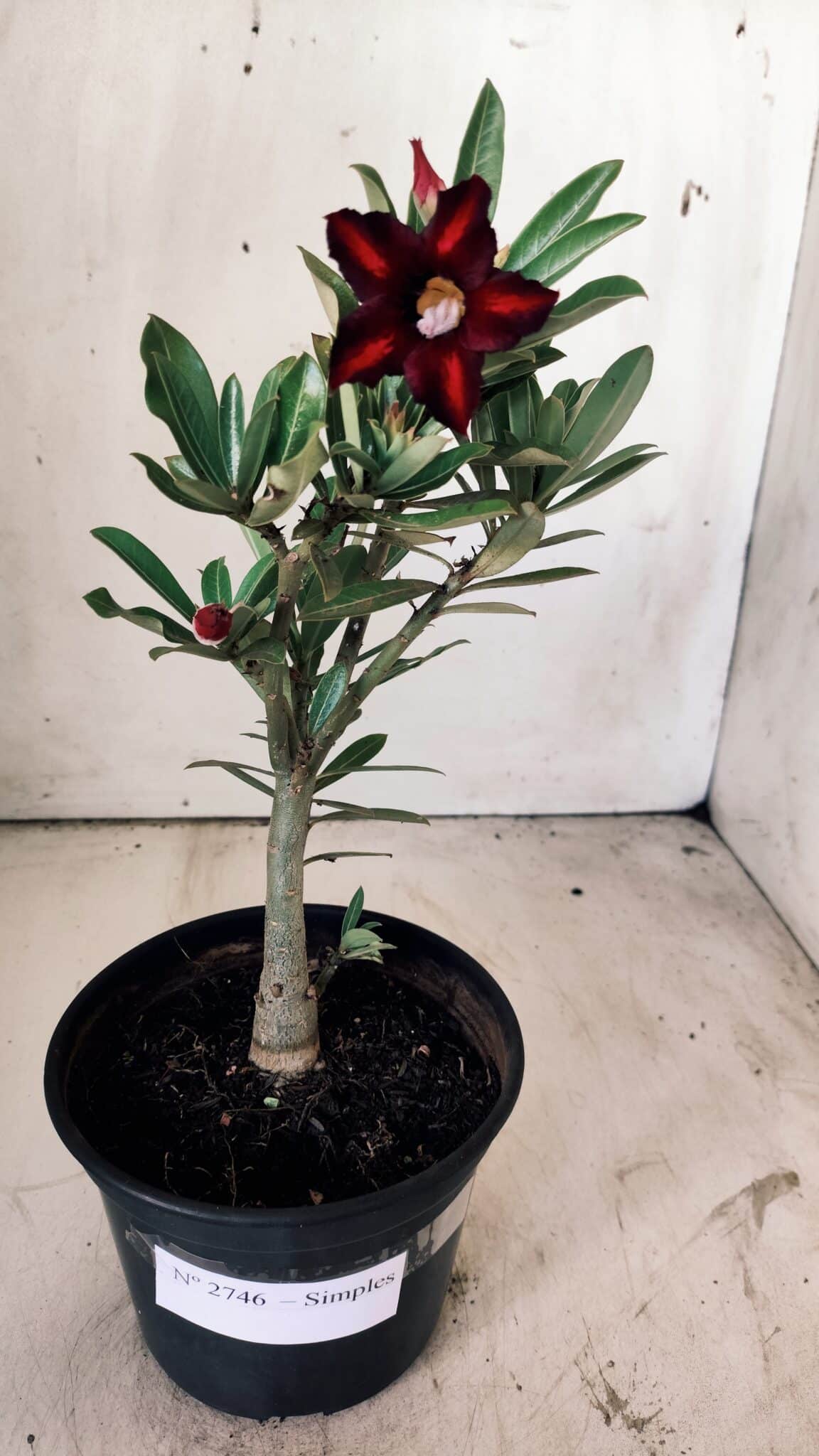 Planta Simples 2746 – 30cm – 02 anos