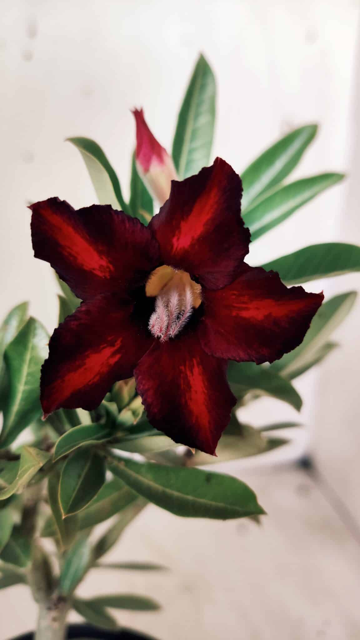 Planta Simples 2746 – 30cm – 02 anos