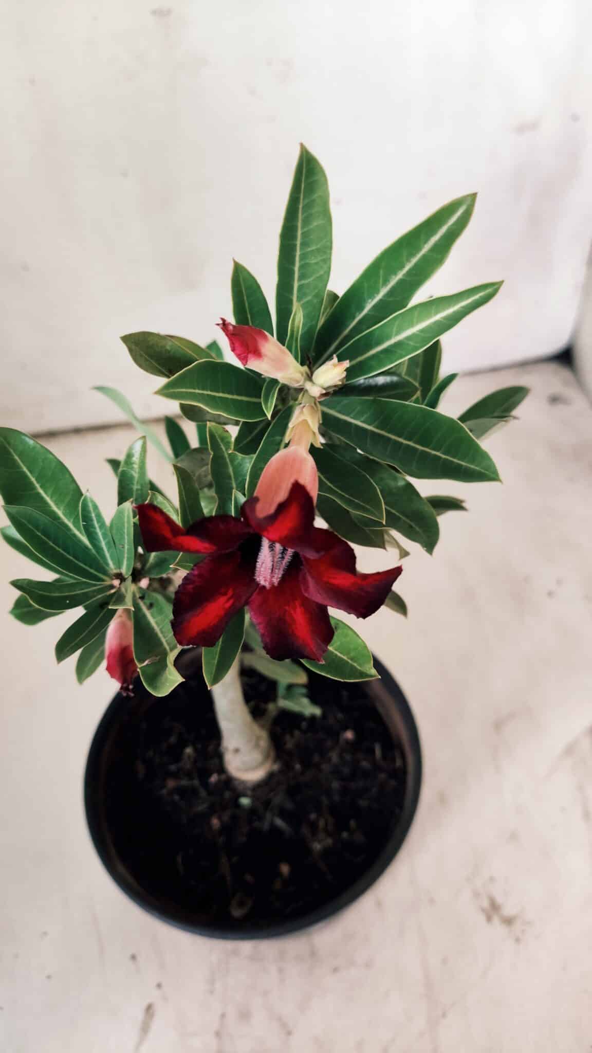 Planta Simples 2746 – 30cm – 02 anos