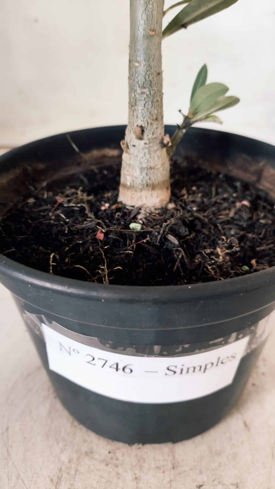 Planta Simples 2746 – 30cm – 02 anos