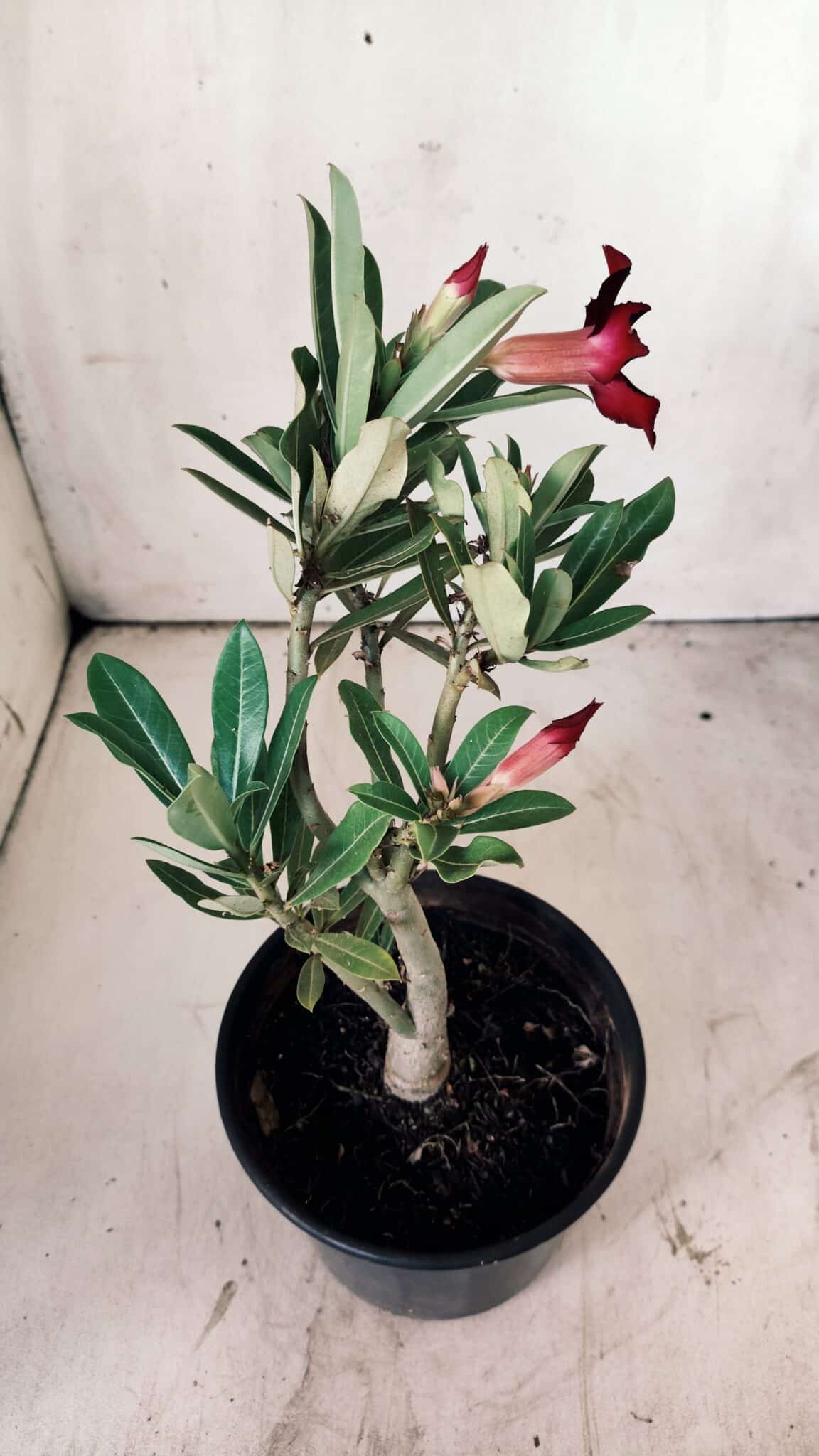 Planta Simples 2746 – 30cm – 02 anos