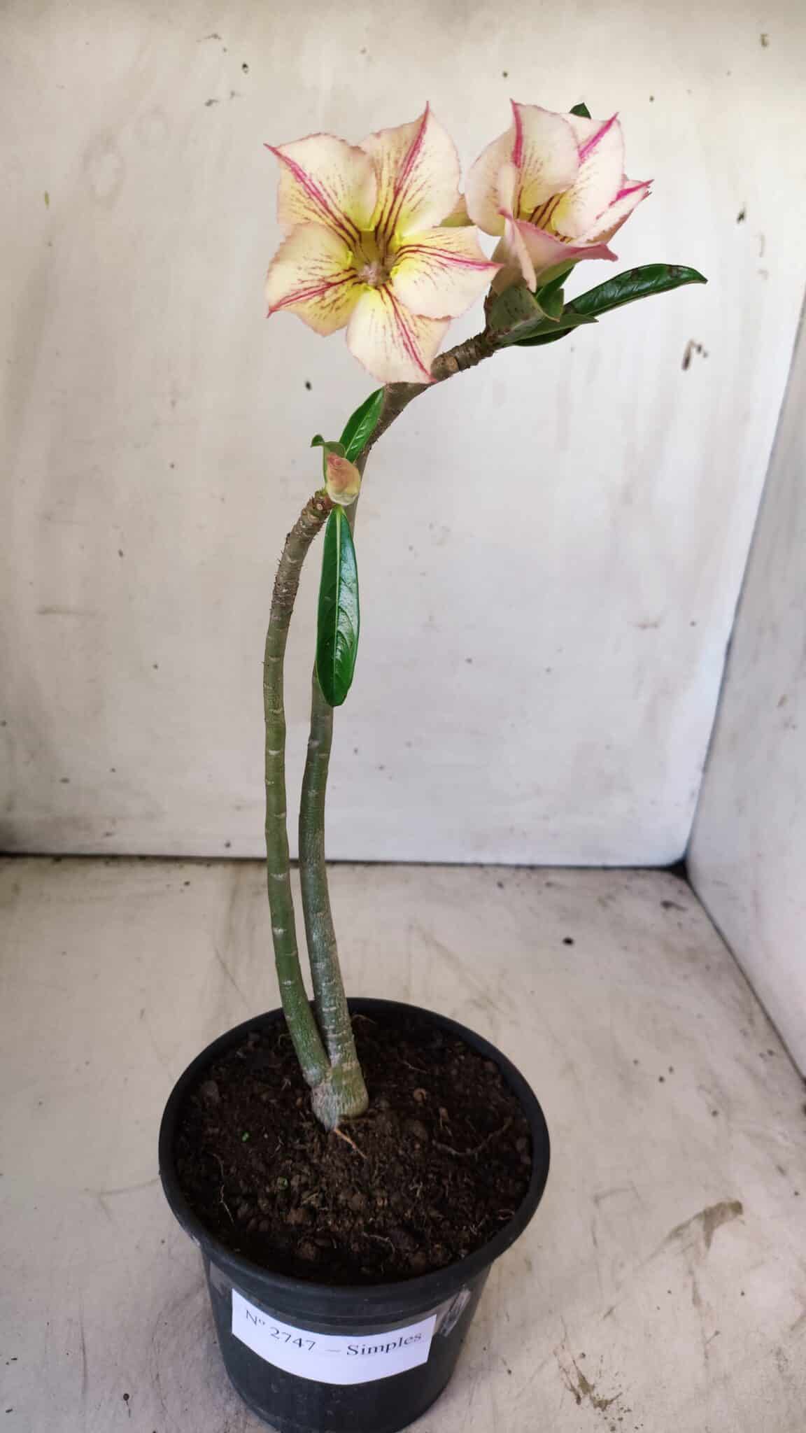 Planta Simples 2747 – 30cm – 02 anos