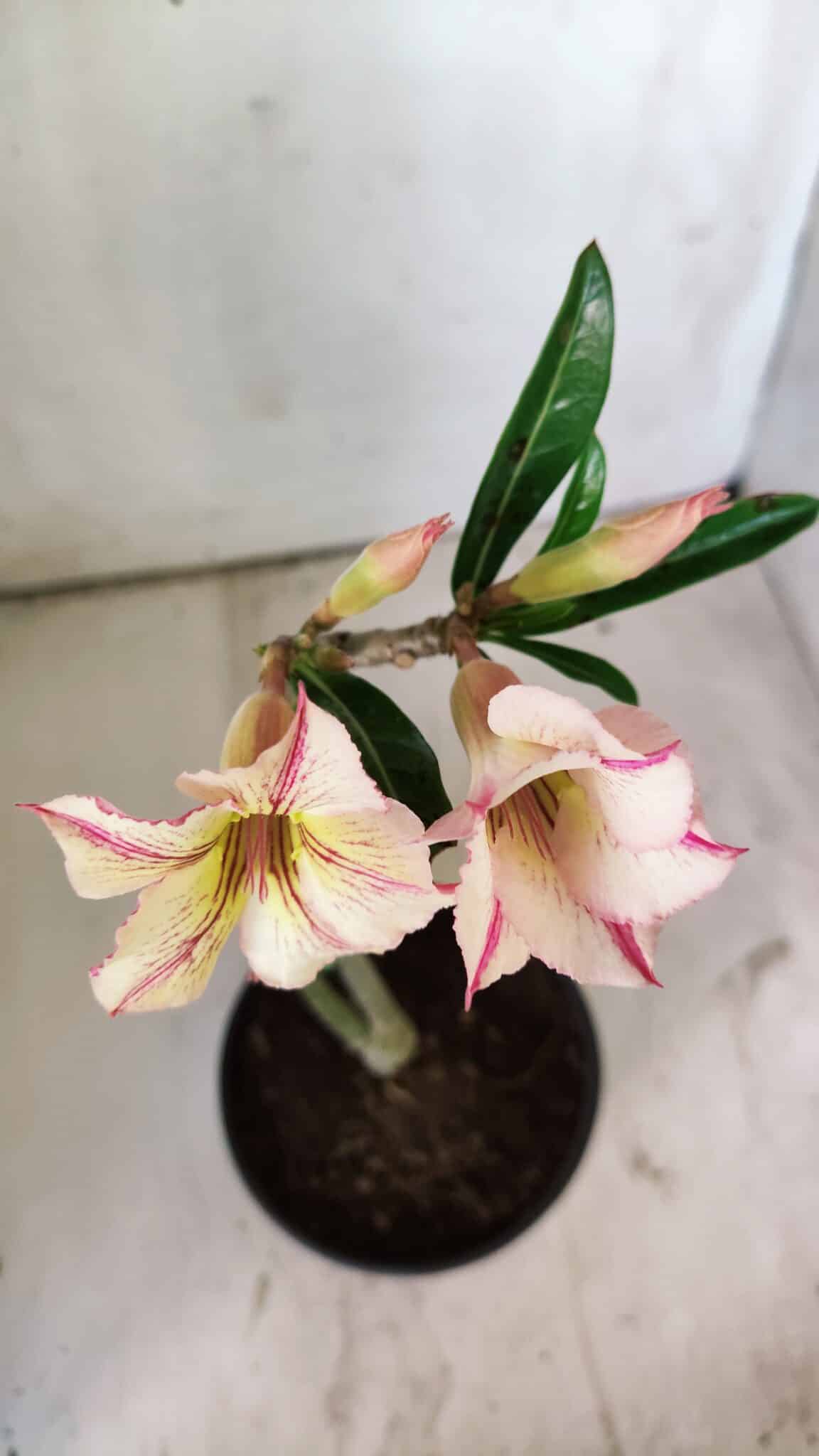 Planta Simples 2747 – 30cm – 02 anos