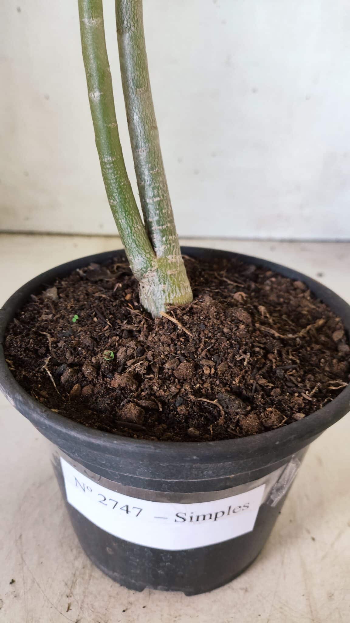 Planta Simples 2747 – 30cm – 02 anos
