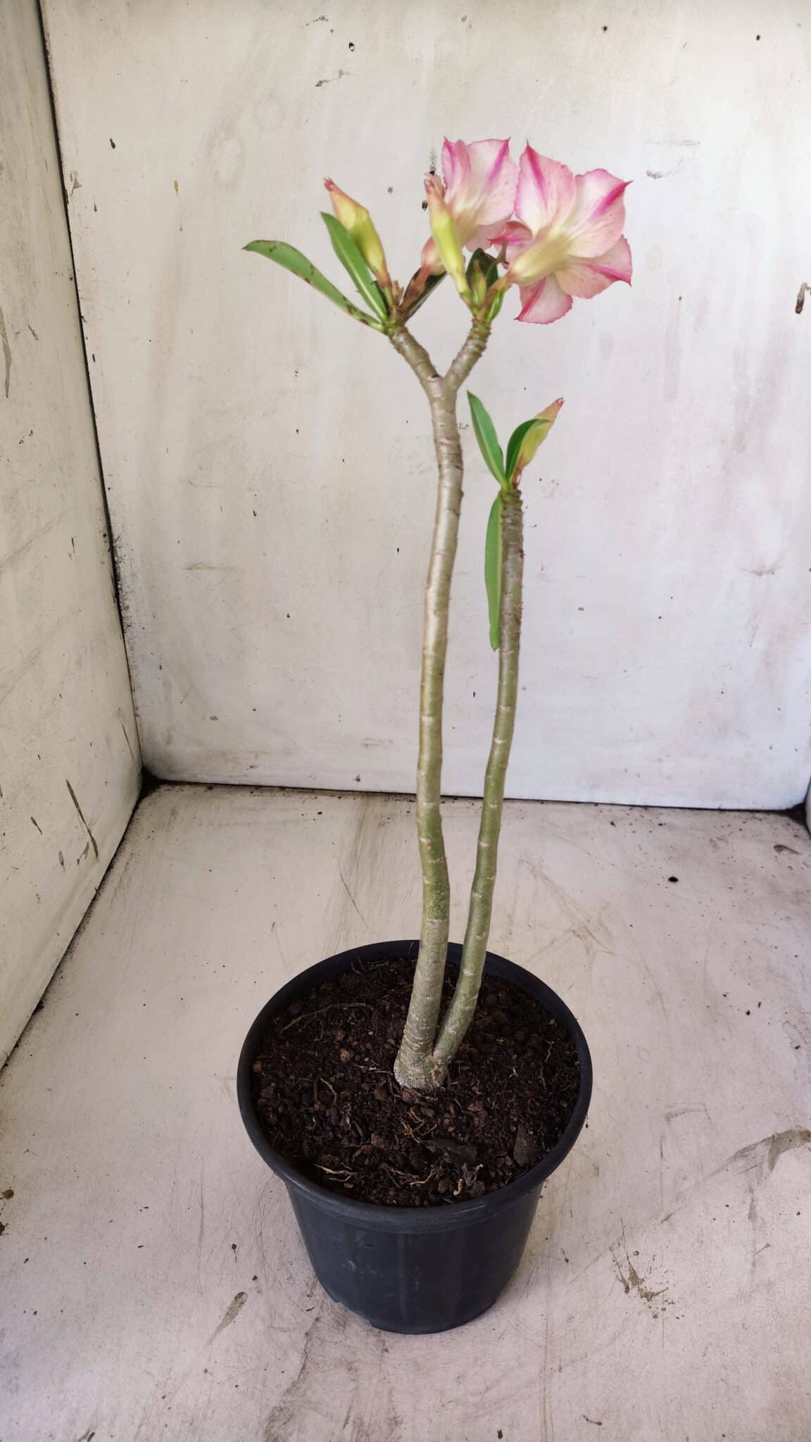 Planta Simples 2747 – 30cm – 02 anos