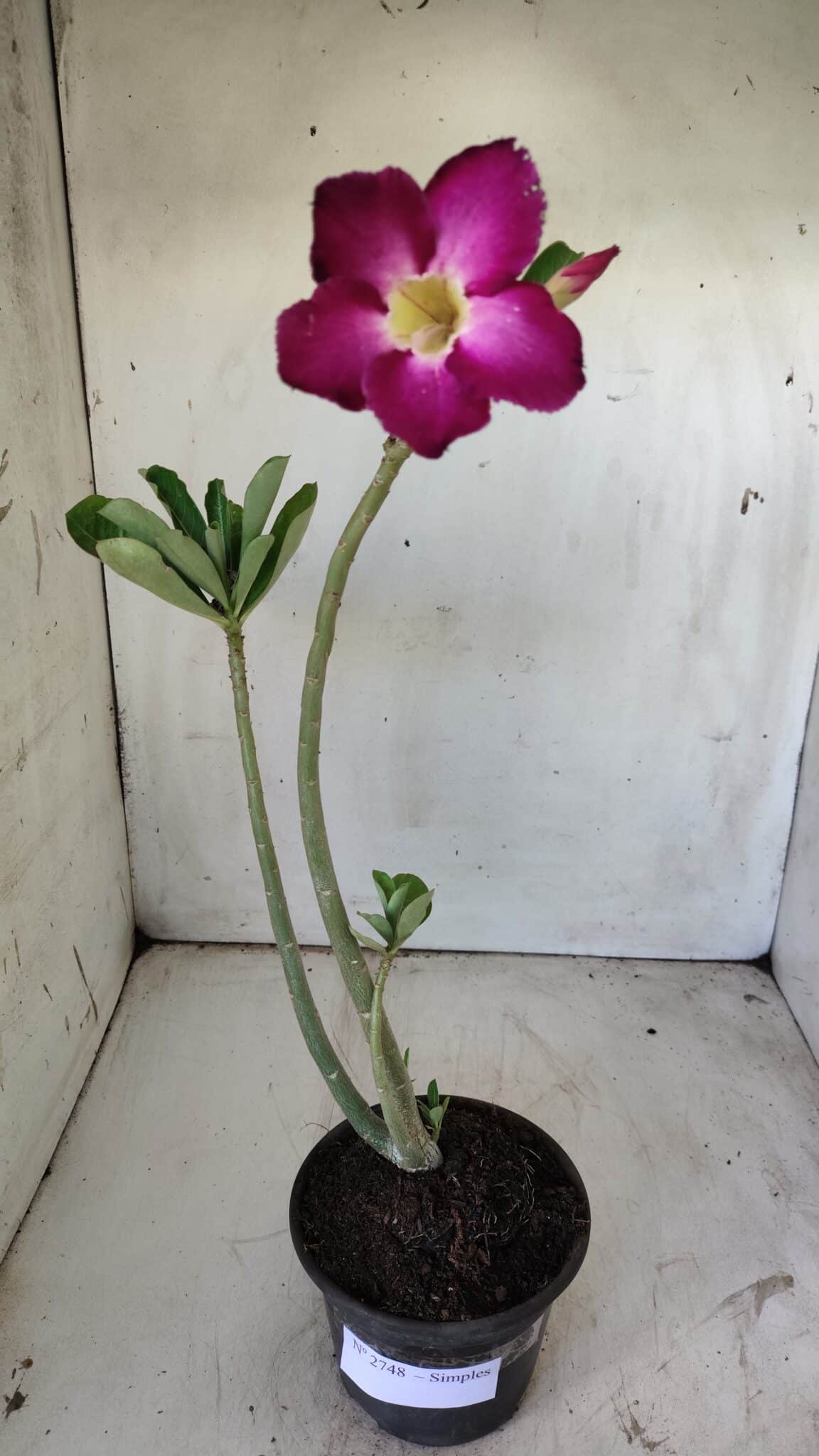 Planta Simples 2748 – 30cm – 02 anos
