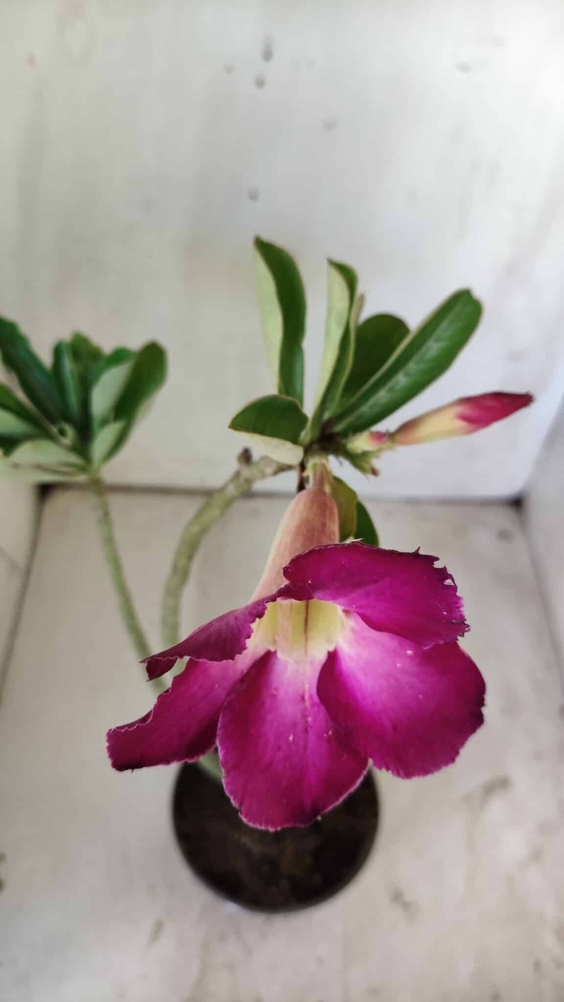 Planta Simples 2748 – 30cm – 02 anos