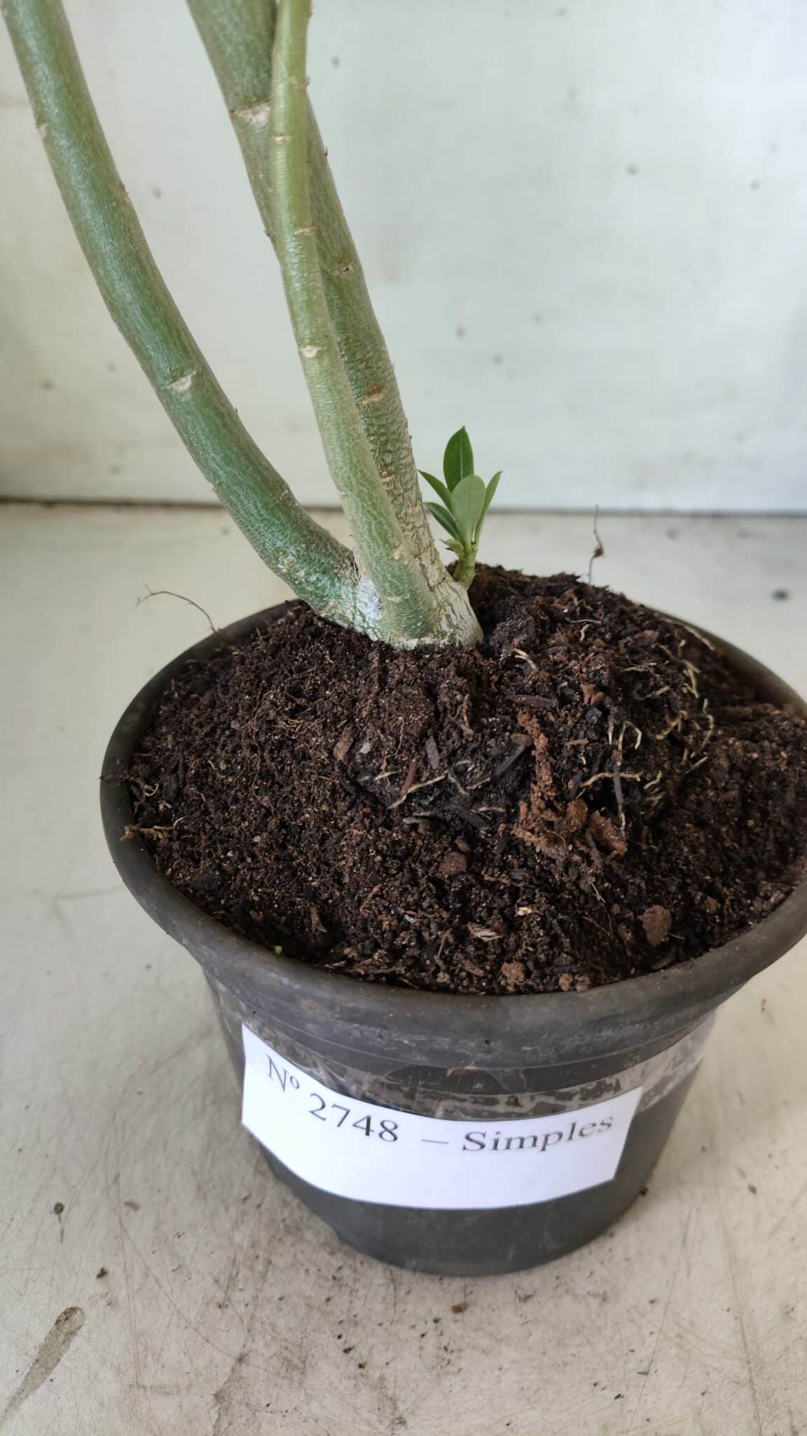 Planta Simples 2748 – 30cm – 02 anos