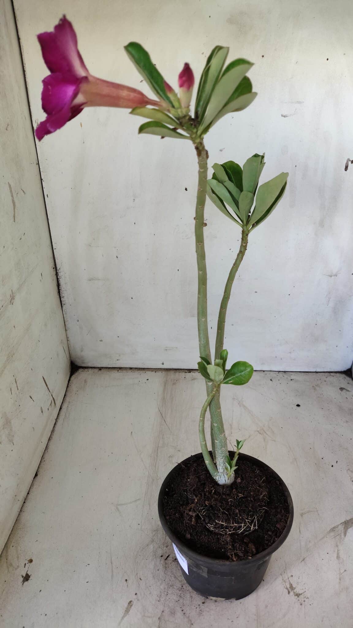 Planta Simples 2748 – 30cm – 02 anos