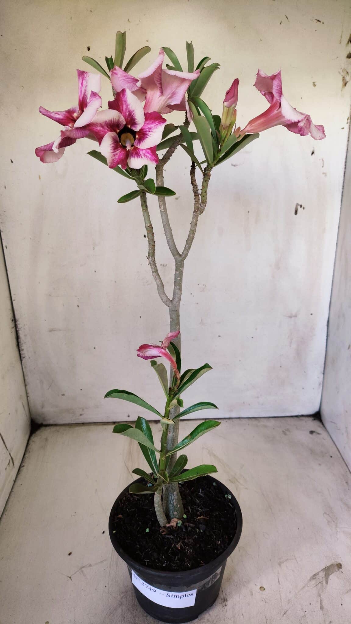 Planta Simples 2749 – 30cm – 02 anos