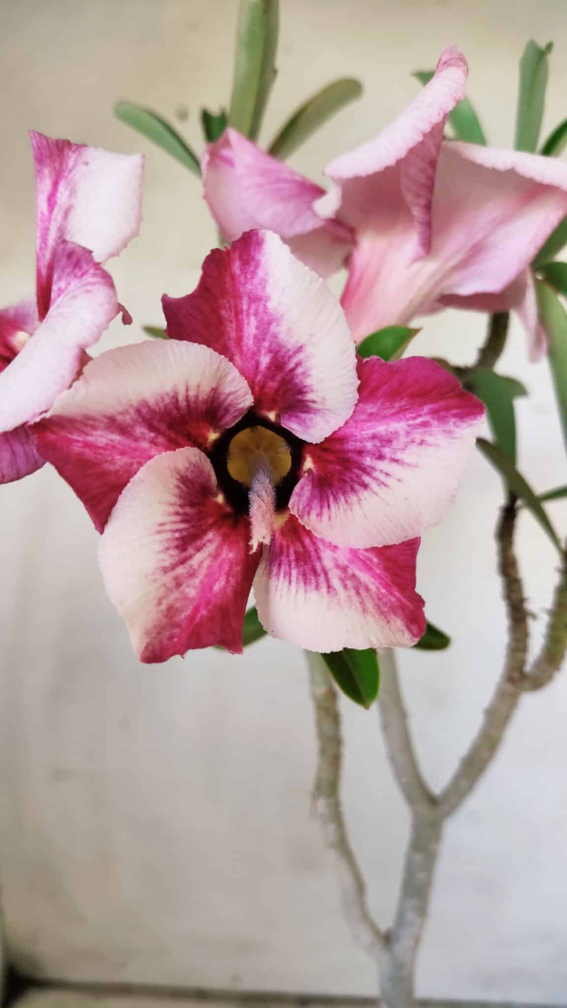 Planta Simples 2749 – 30cm – 02 anos