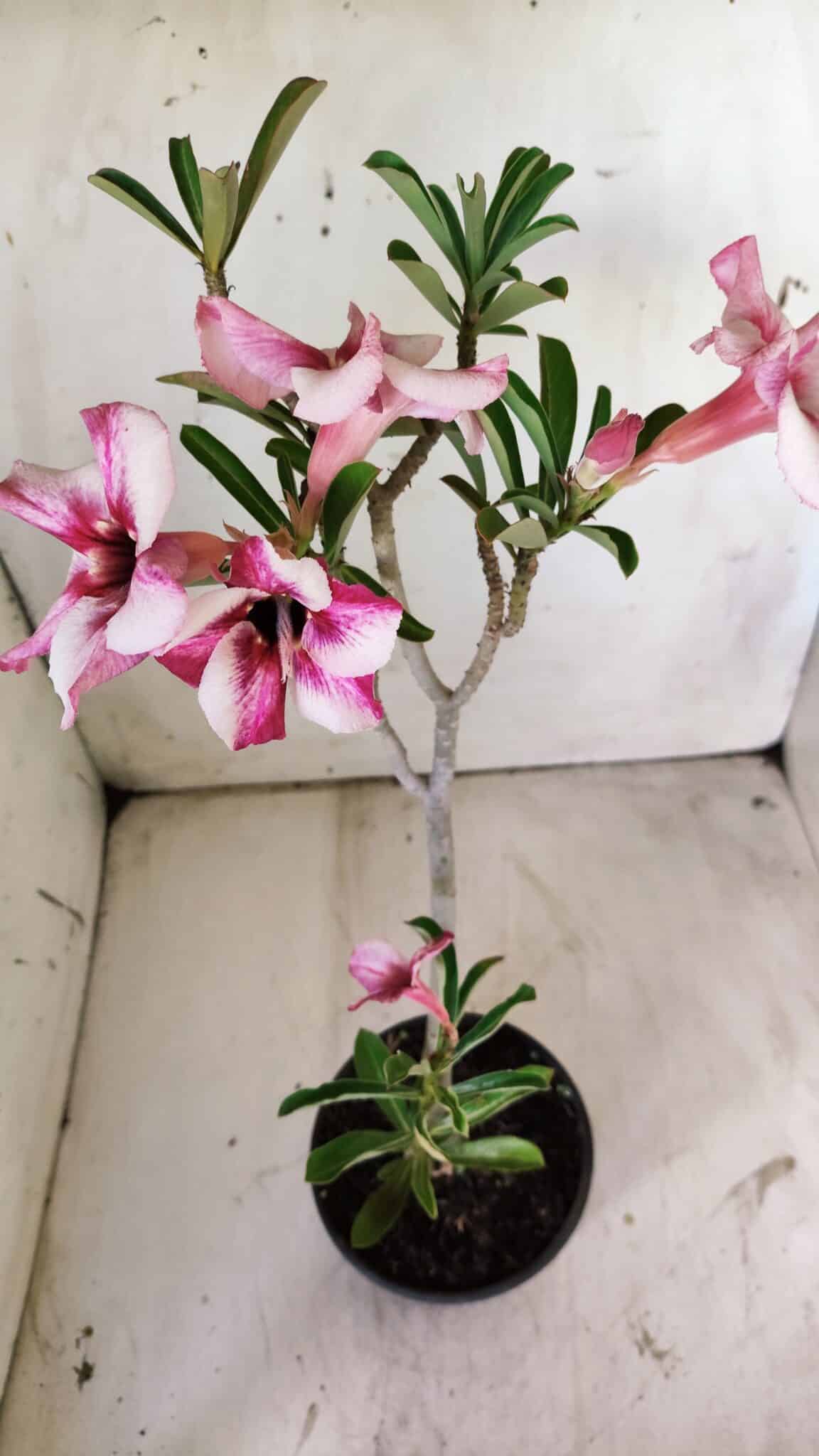 Planta Simples 2749 – 30cm – 02 anos