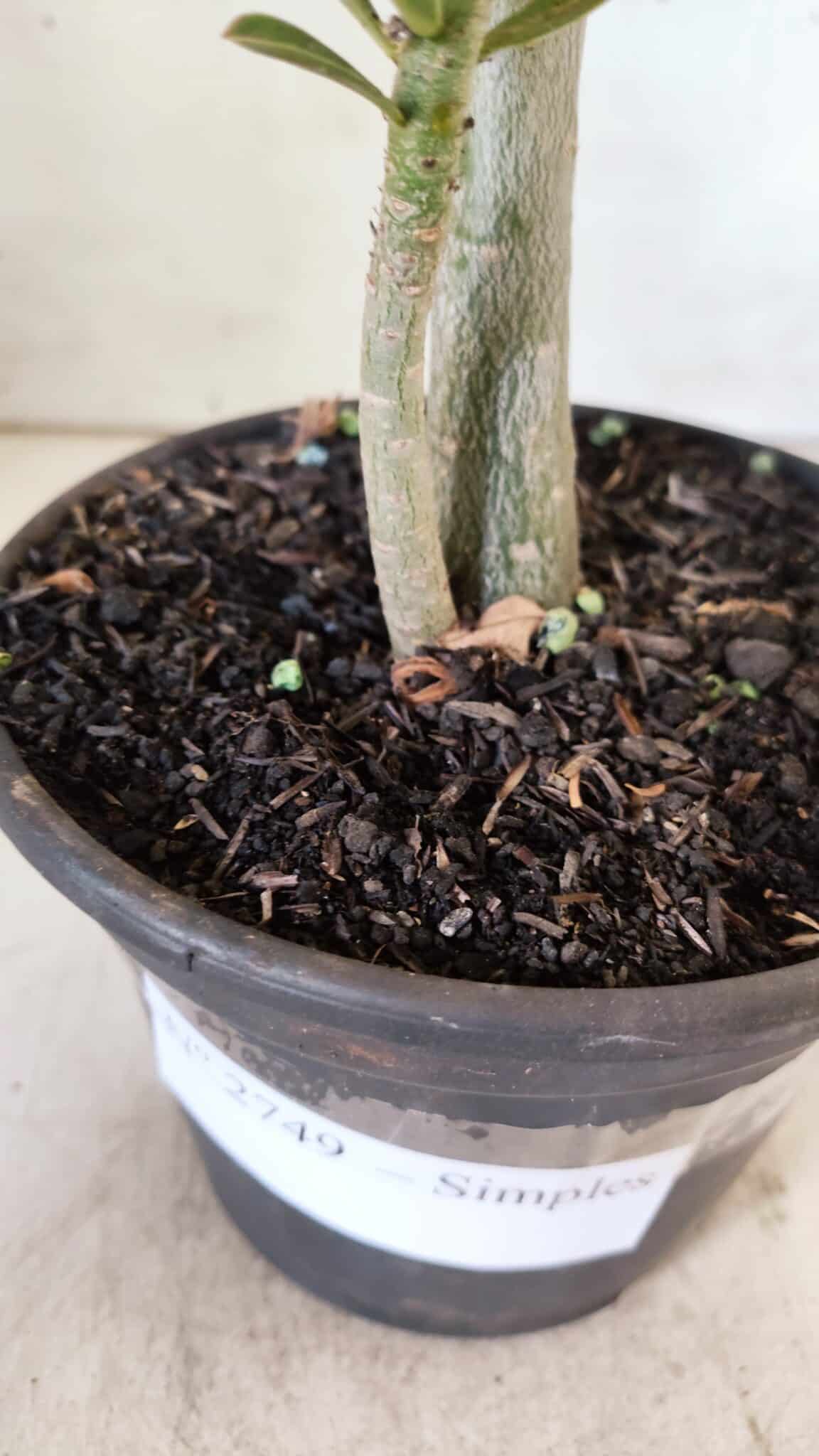 Planta Simples 2749 – 30cm – 02 anos