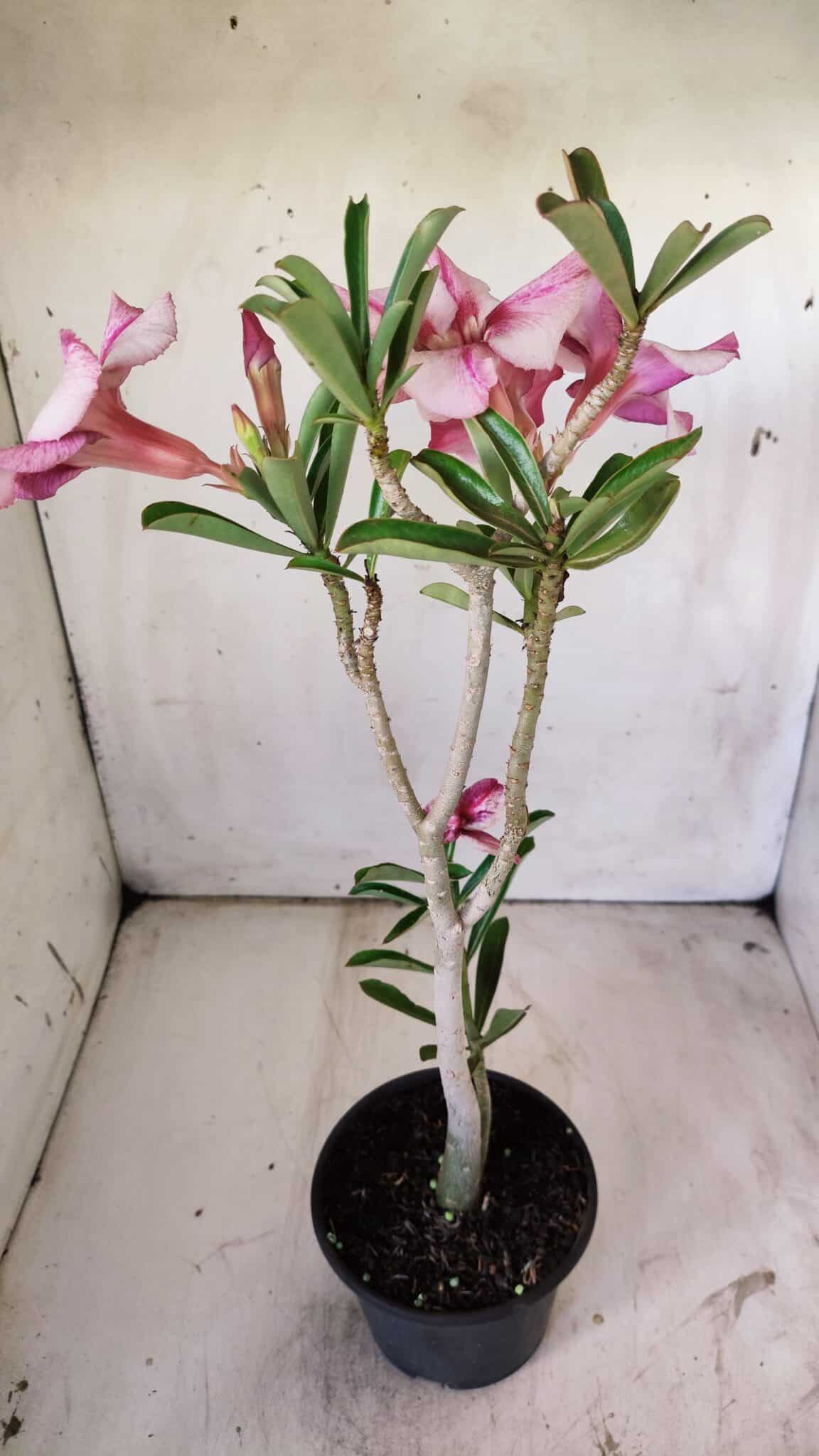 Planta Simples 2749 – 30cm – 02 anos
