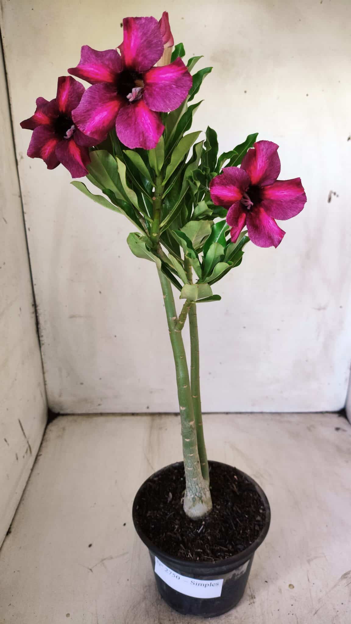 Planta Simples 2750 – 30cm – 02 anos