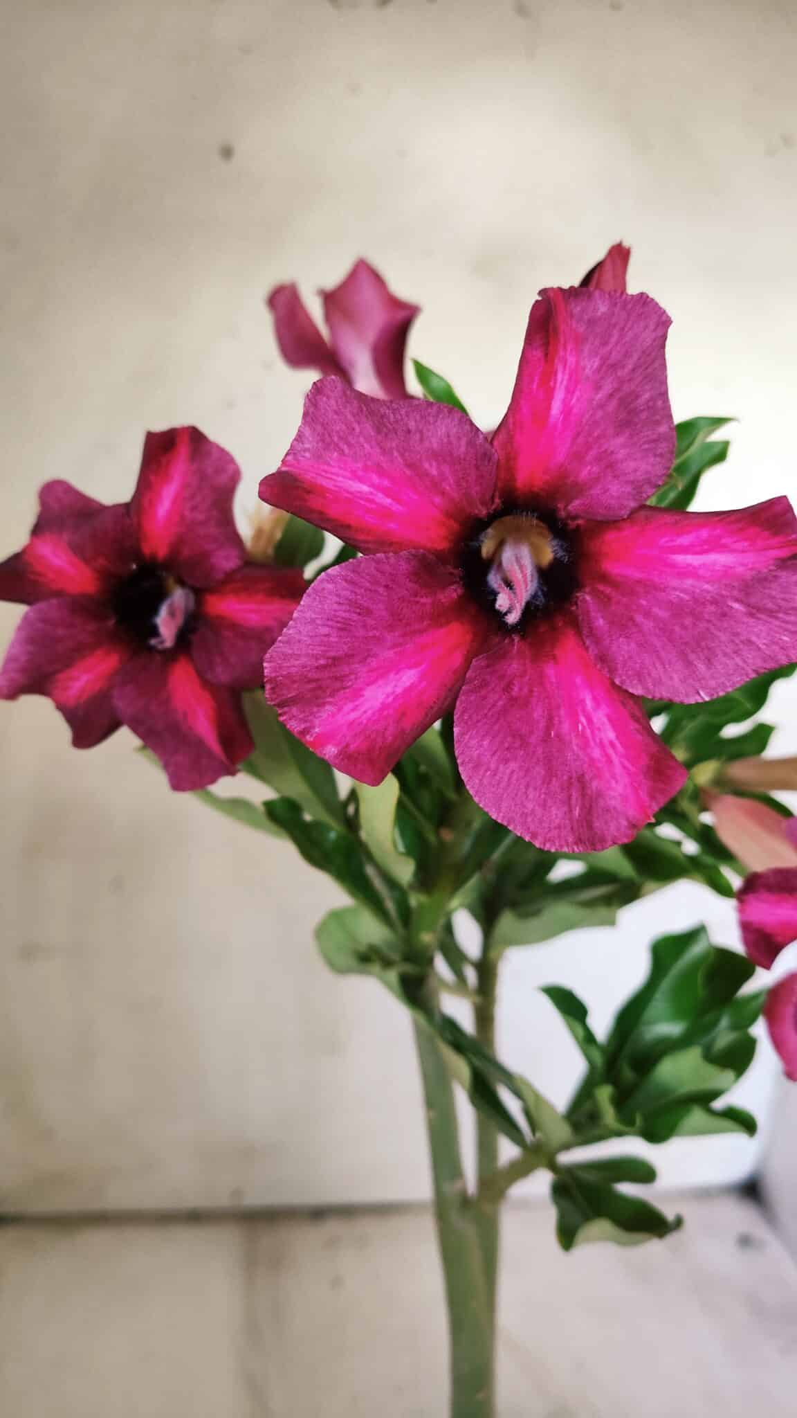 Planta Simples 2750 – 30cm – 02 anos