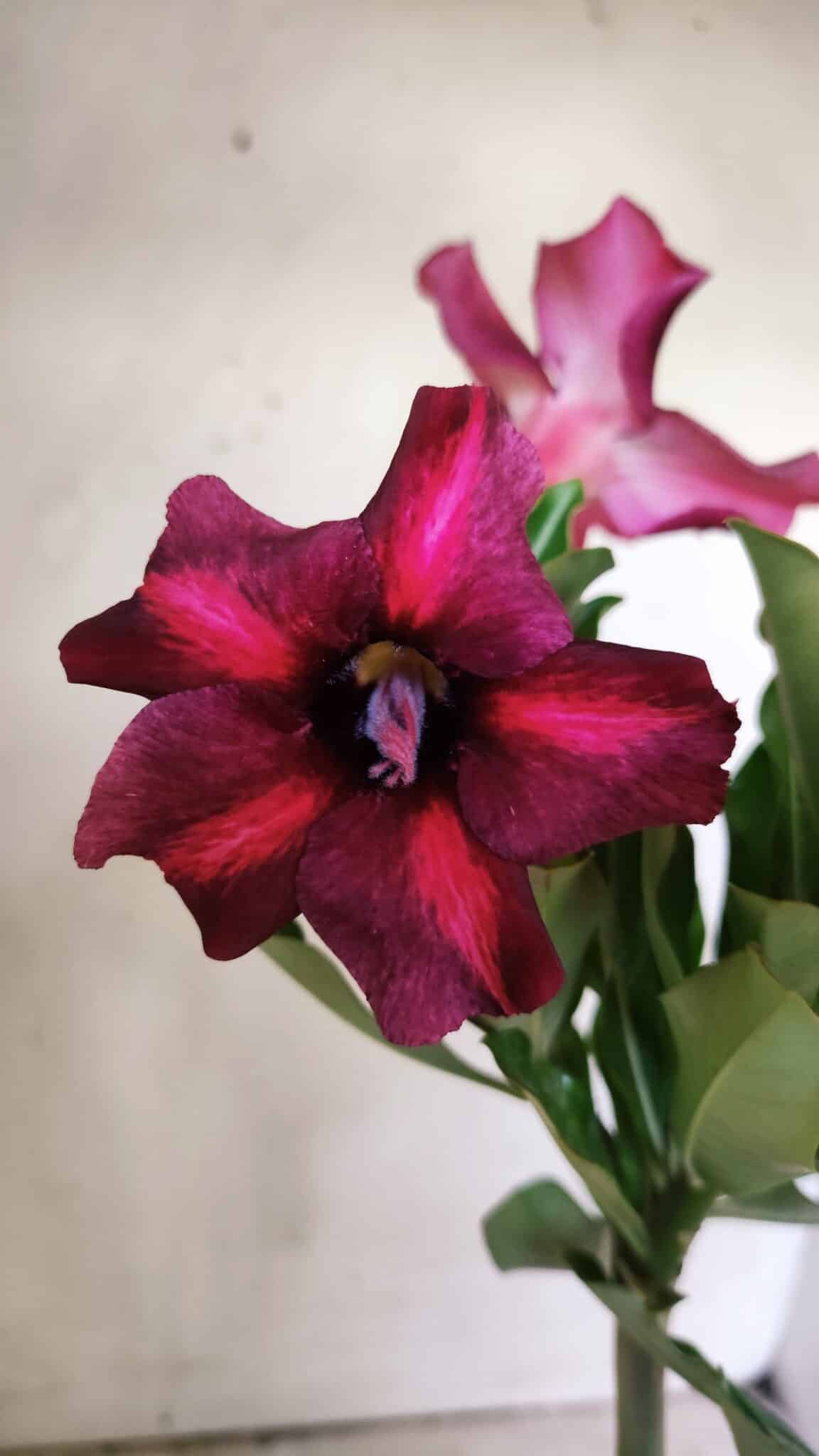 Planta Simples 2750 – 30cm – 02 anos